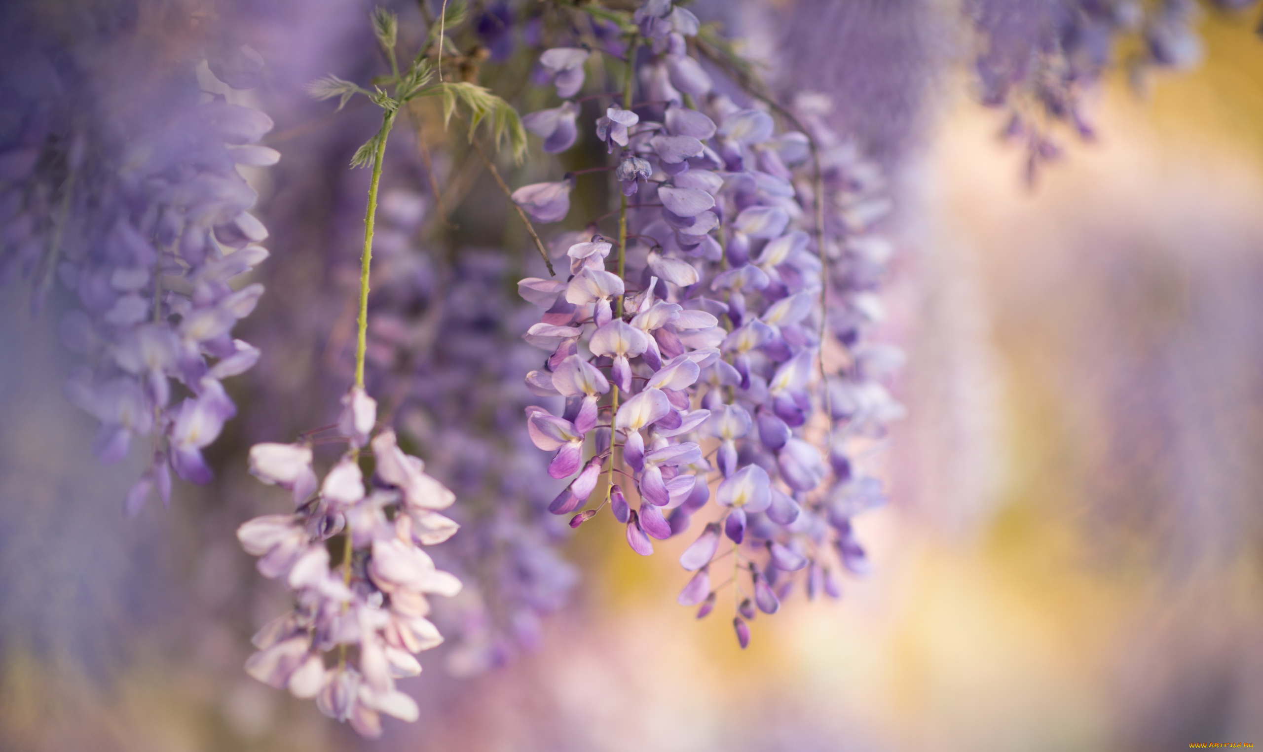 цветы, глициния, вистерия, весна, природа