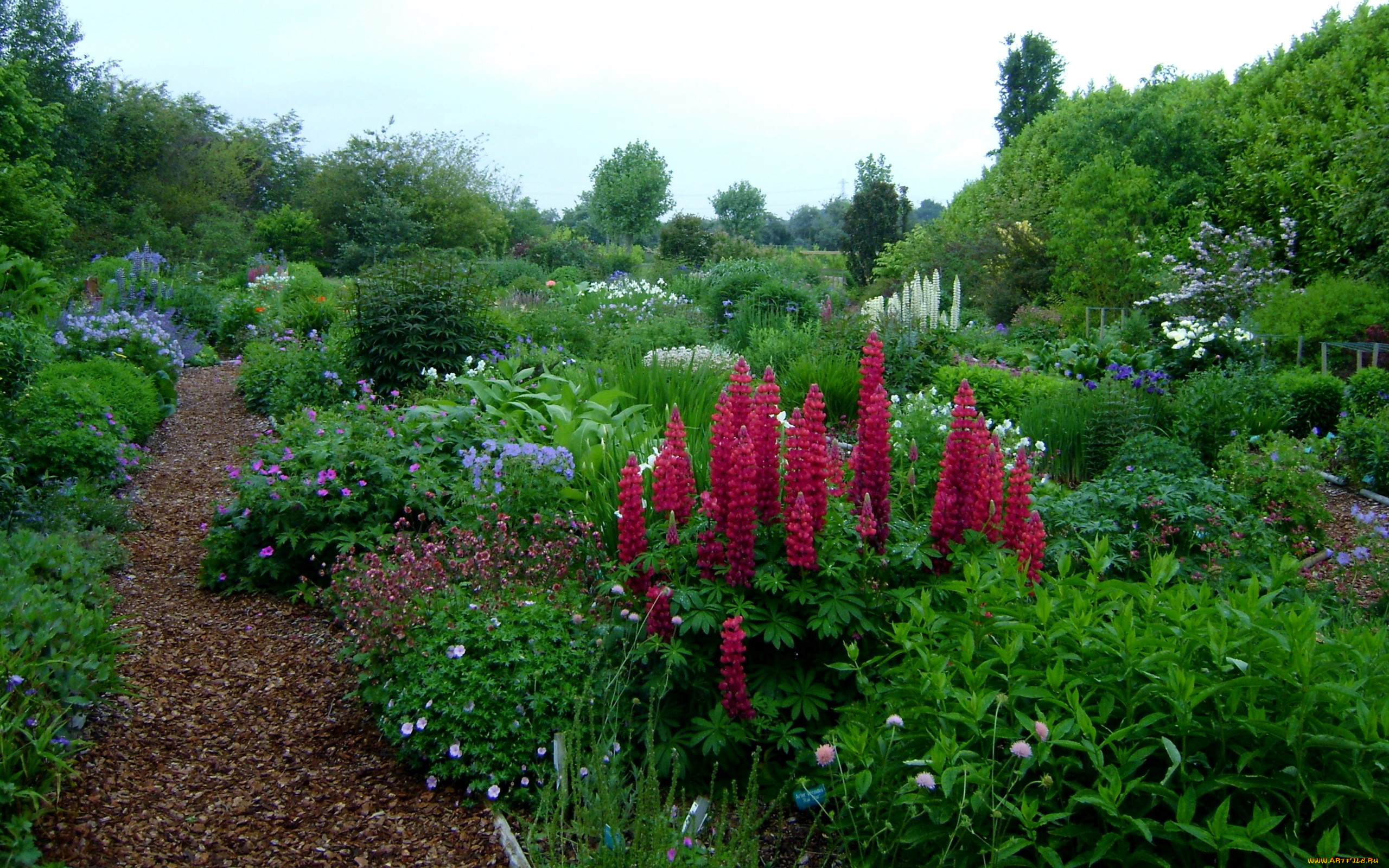 цветы, разные, вместе, люпин