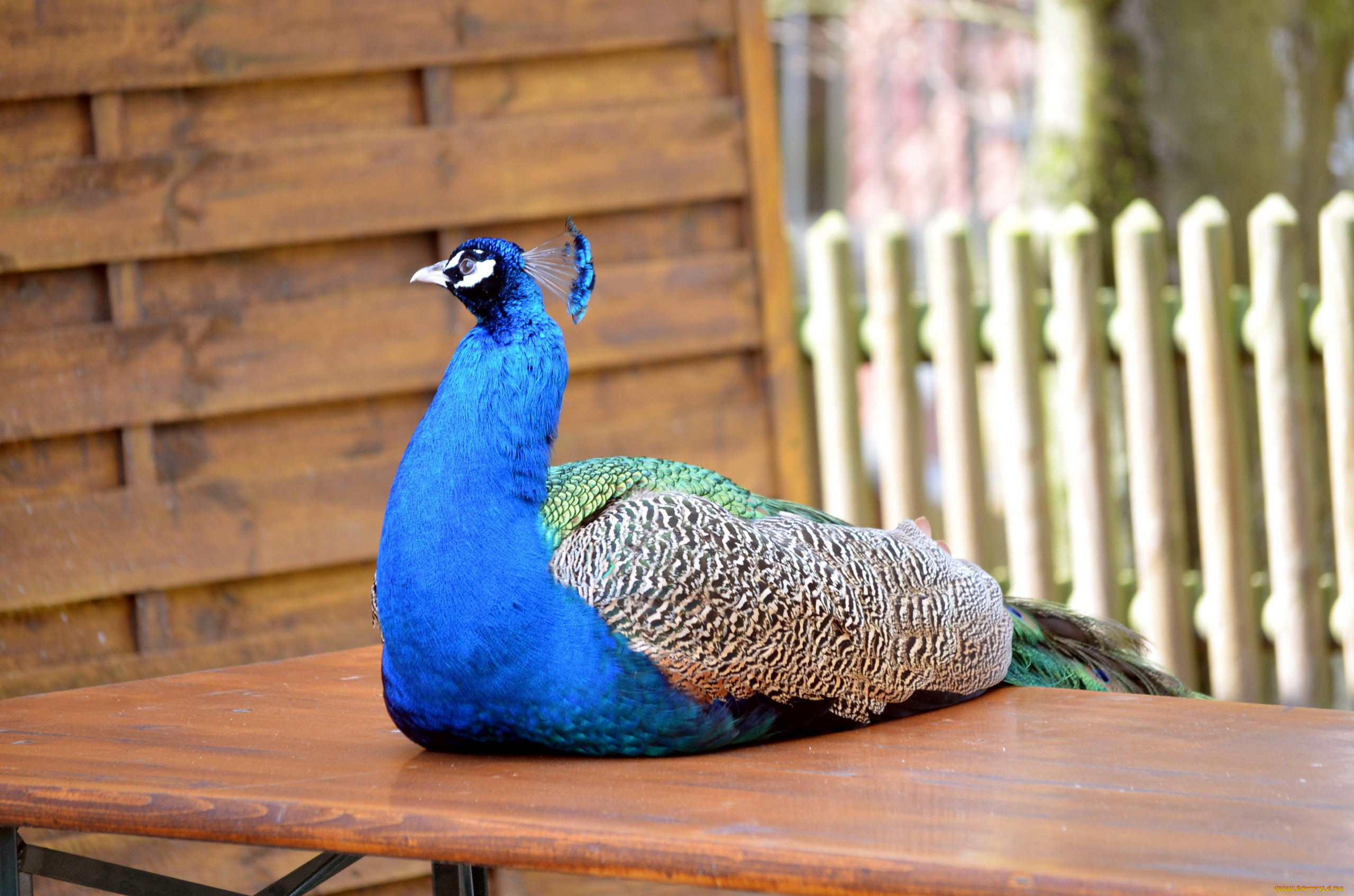 животные, павлины, хохолок