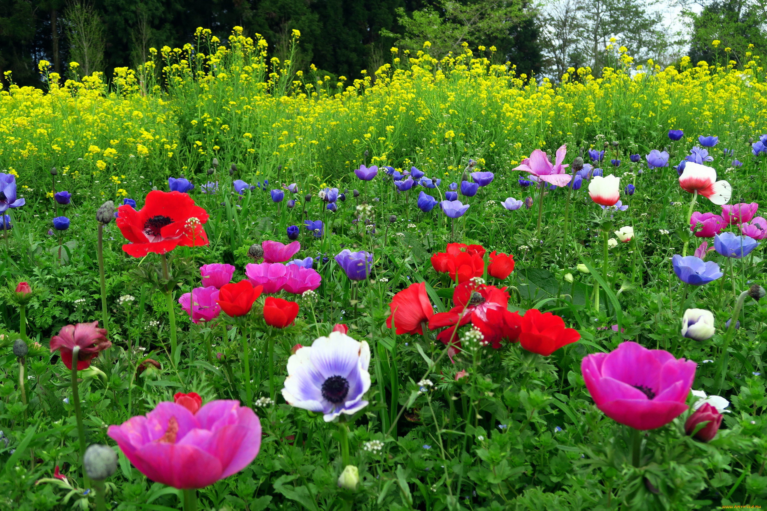 цветы, разные, вместе, анемоны, маки