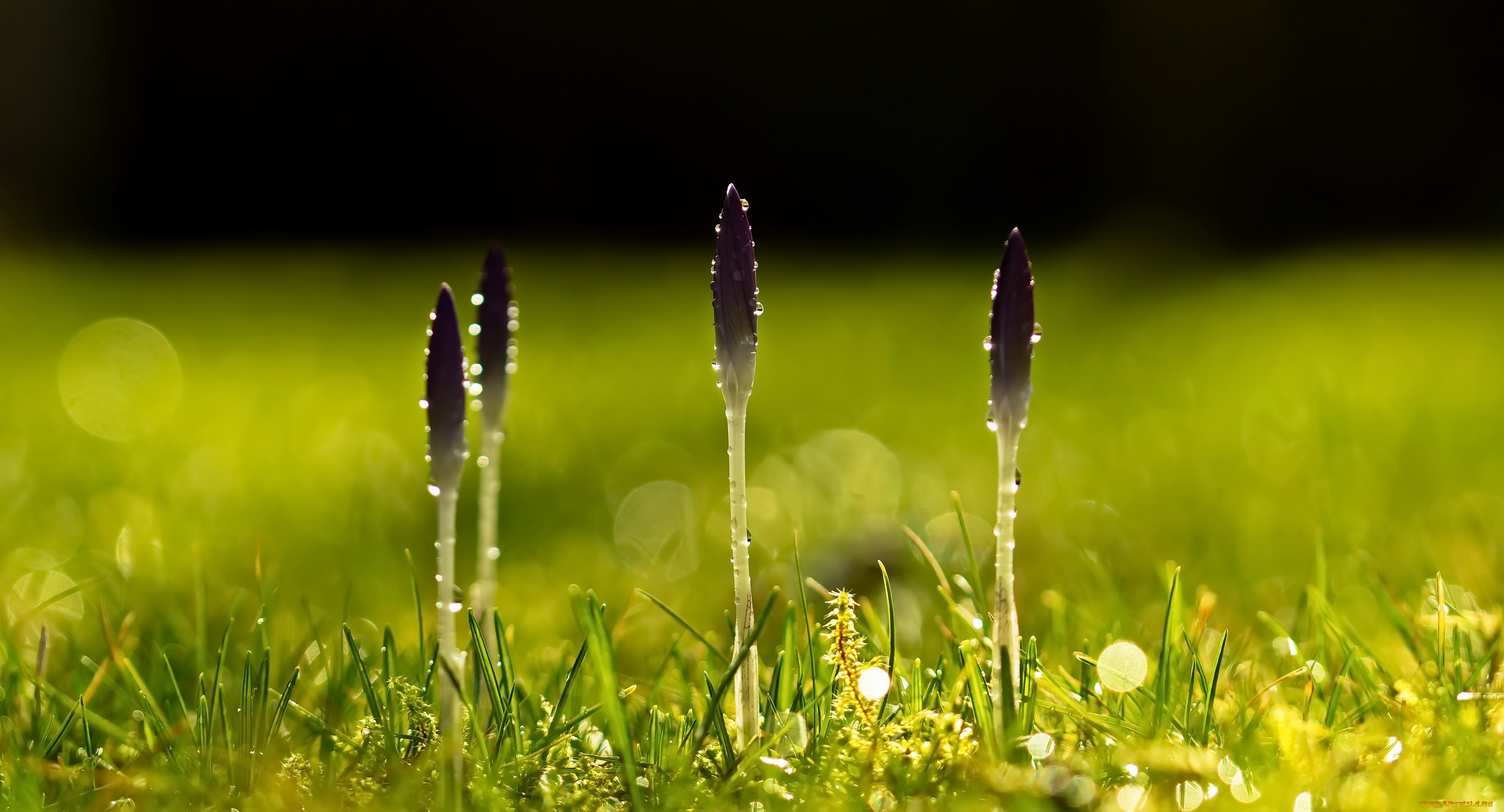 цветы, крокусы, природа, весна