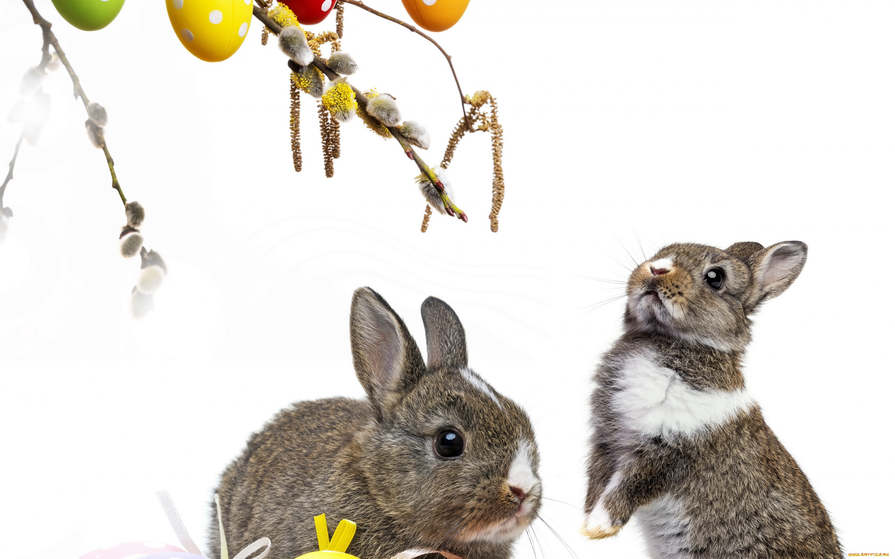 животные, кролики, , зайцы, colorful, пасхальный, willow, twig, easter, корзина, верба, flowers, eggs, decoration, bunny, пасха, цветы, крашеные, яйца, rabbit, весна, spring, ветки