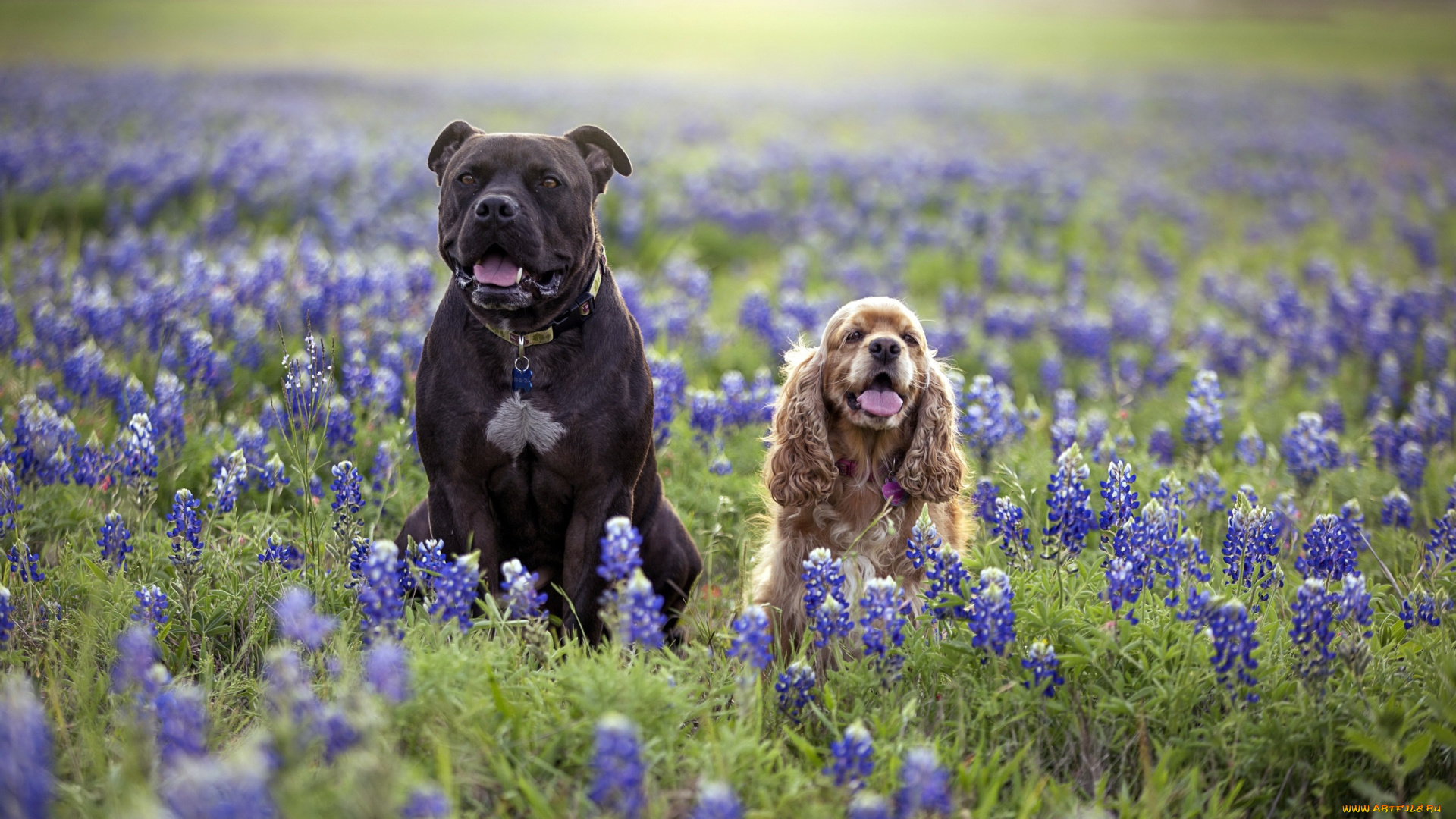 американский, стаффордширский, терьер, , кокер-спаниель, животные, собаки, природа, кокер-спаниель, американский, стаффордширский, терьер