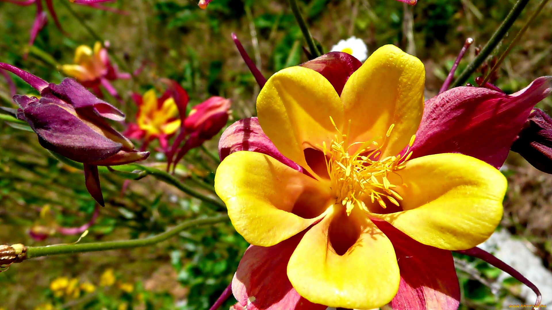 цветы, аквилегия, , водосбор