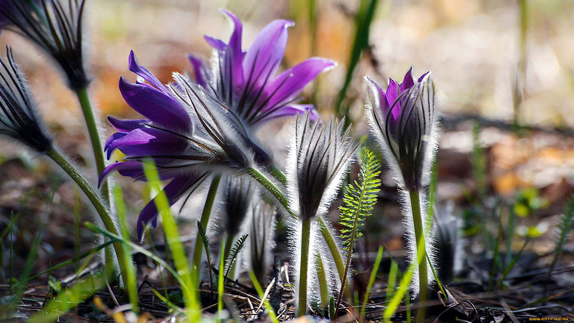 цветы, анемоны, , сон-трава, сон-трава
