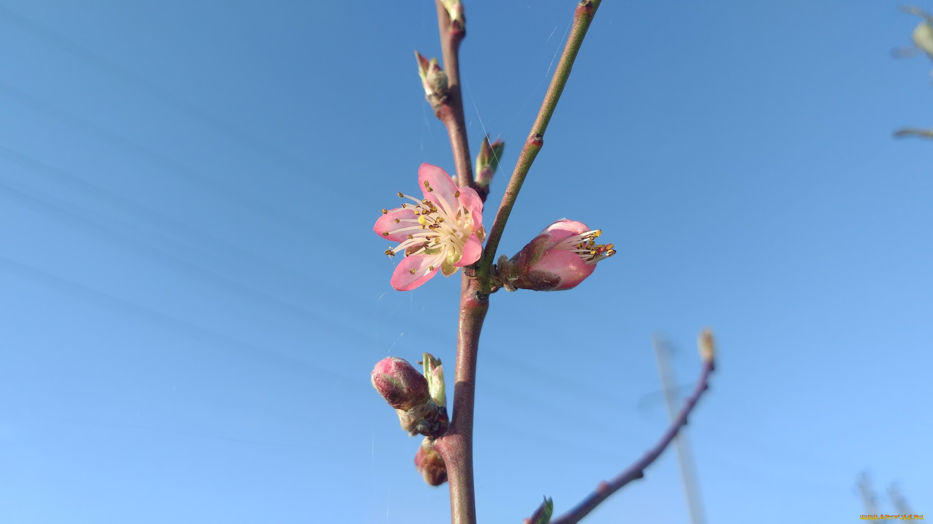 цветы, цветущие, деревья, , , кустарники, персик