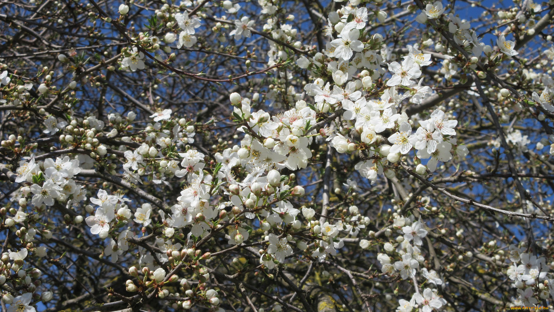 цветы, цветущие, деревья, , , кустарники, весна, 2018