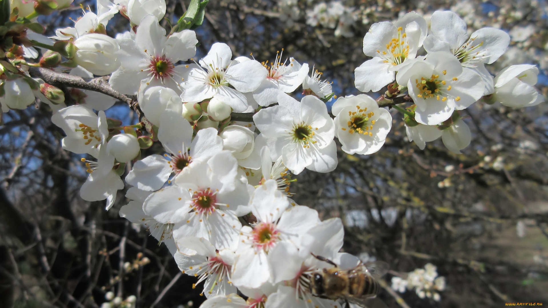 цветы, цветущие, деревья, , , кустарники, весна, 2018