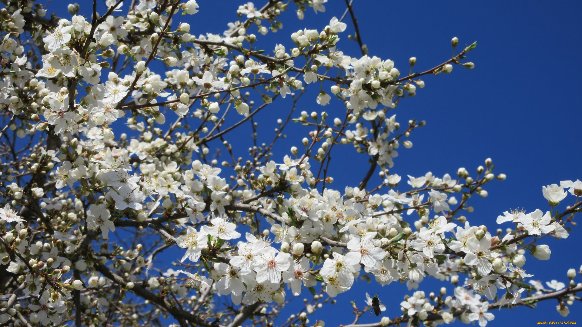 цветы, цветущие, деревья, , , кустарники, весна, 2018