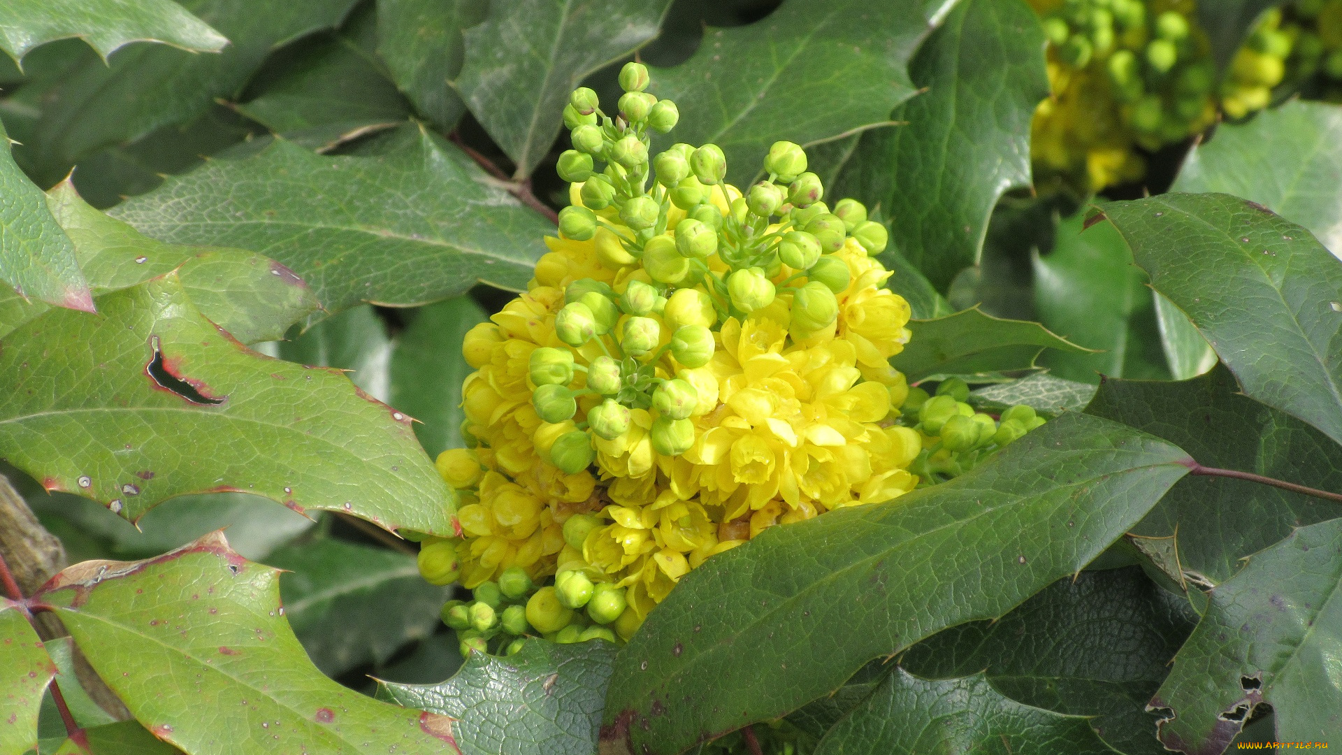 цветы, цветущие, деревья, , , кустарники, весна, 2018