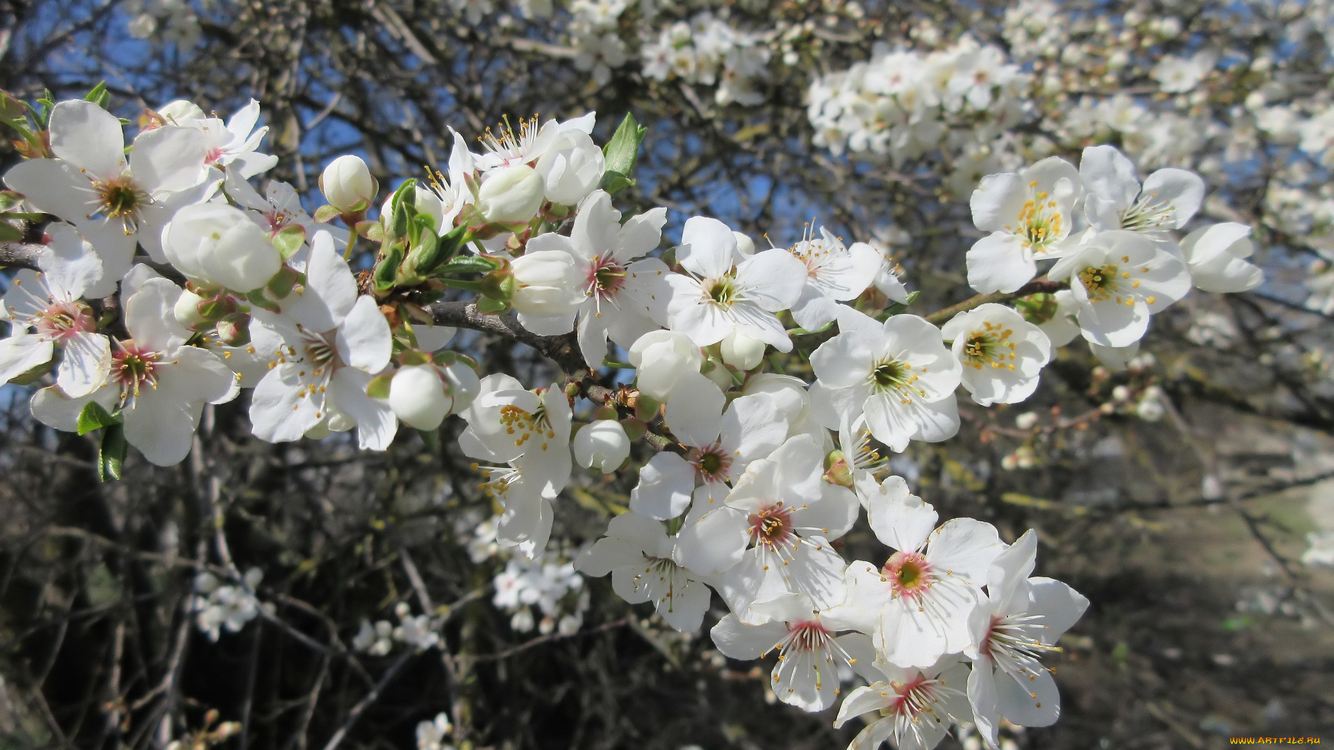 цветы, цветущие, деревья, , , кустарники, весна, 2018