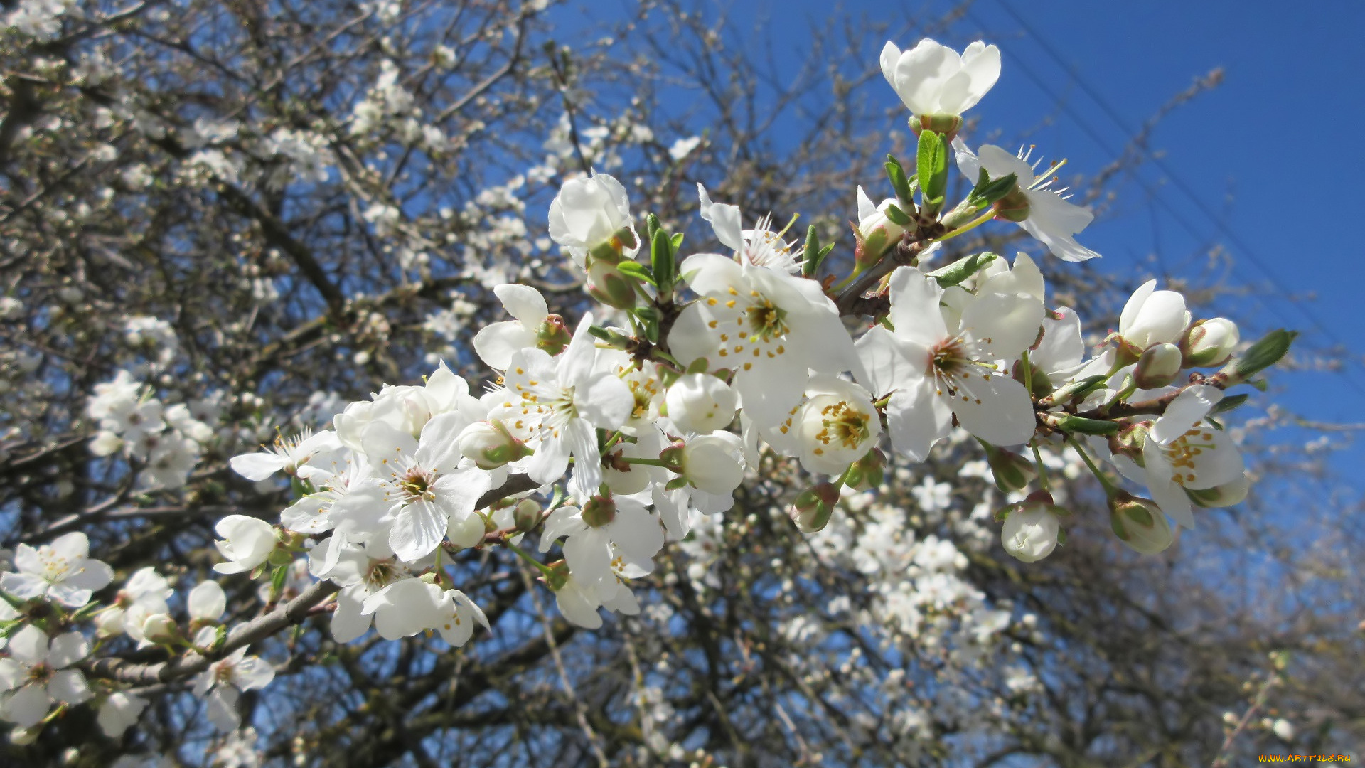цветы, цветущие, деревья, , , кустарники, весна, 2018
