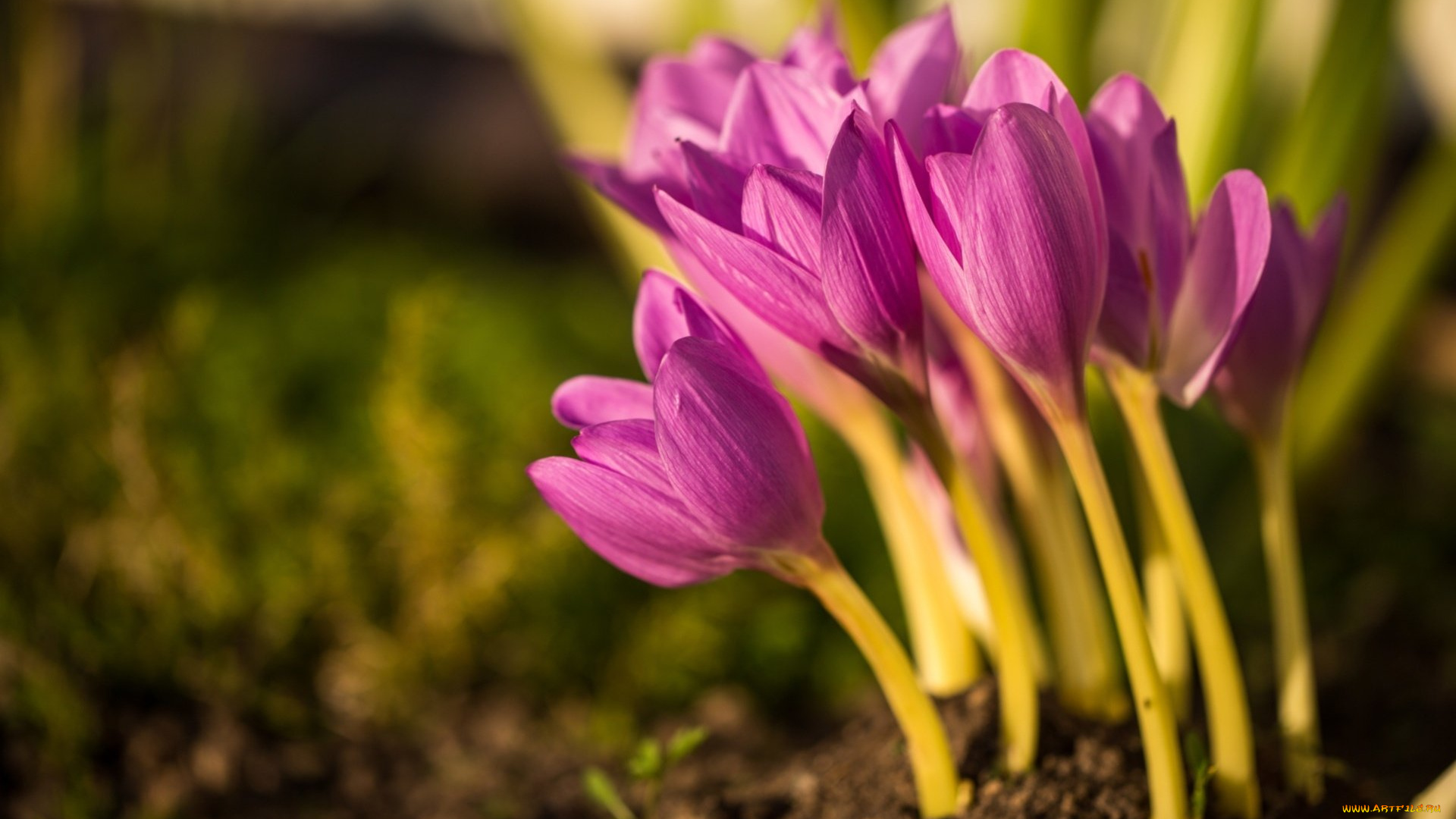 цветы, крокусы, первоцвет
