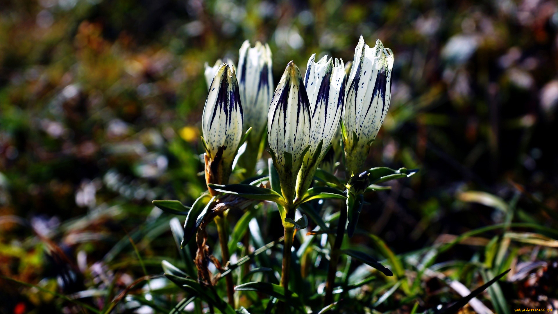 цветы, крокусы, первоцвет