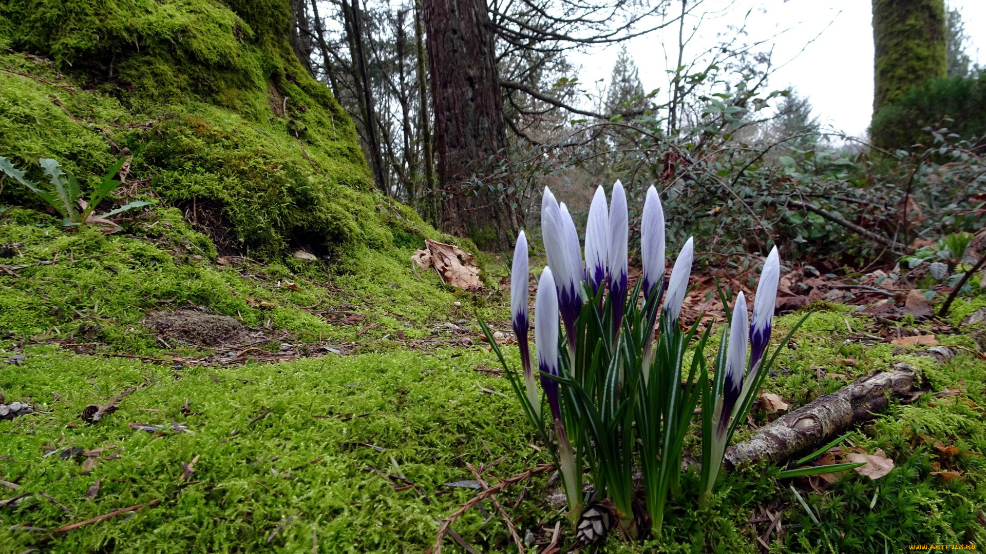 цветы, крокусы, первоцвет