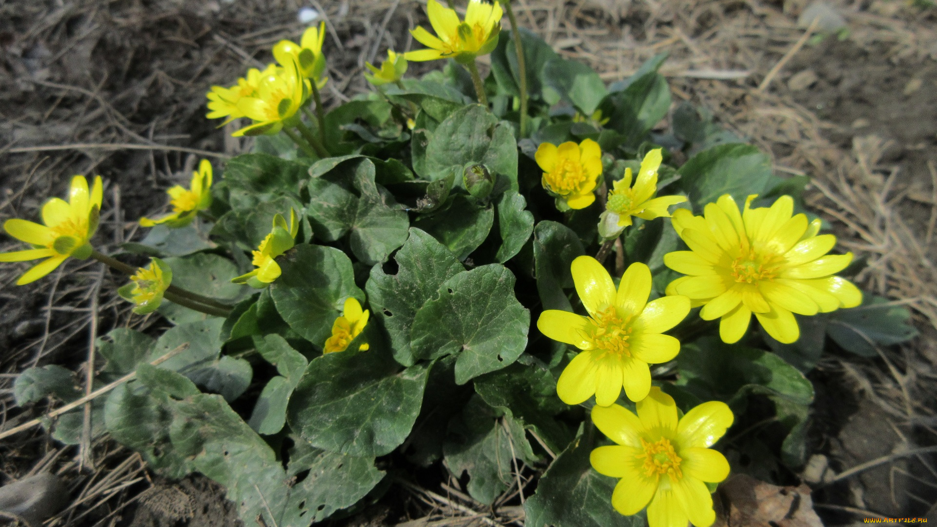 цветы, кустик