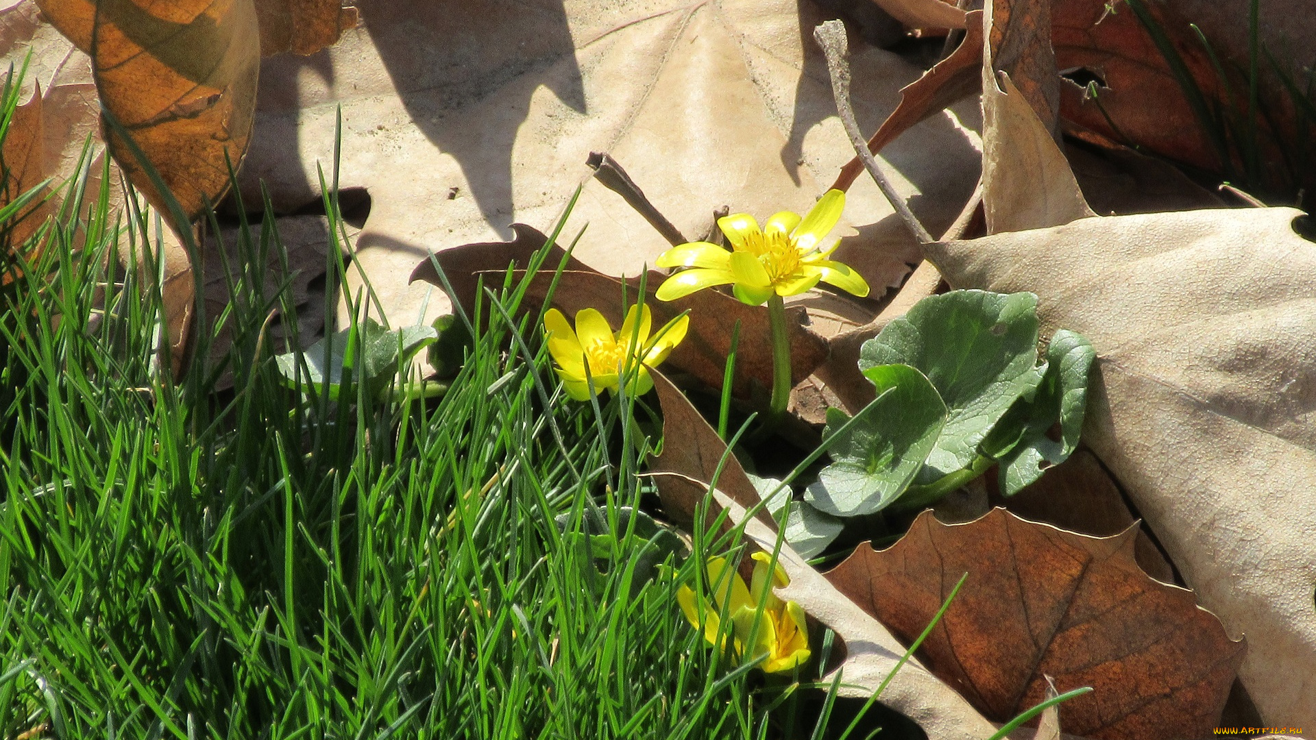 цветы, листья, трава