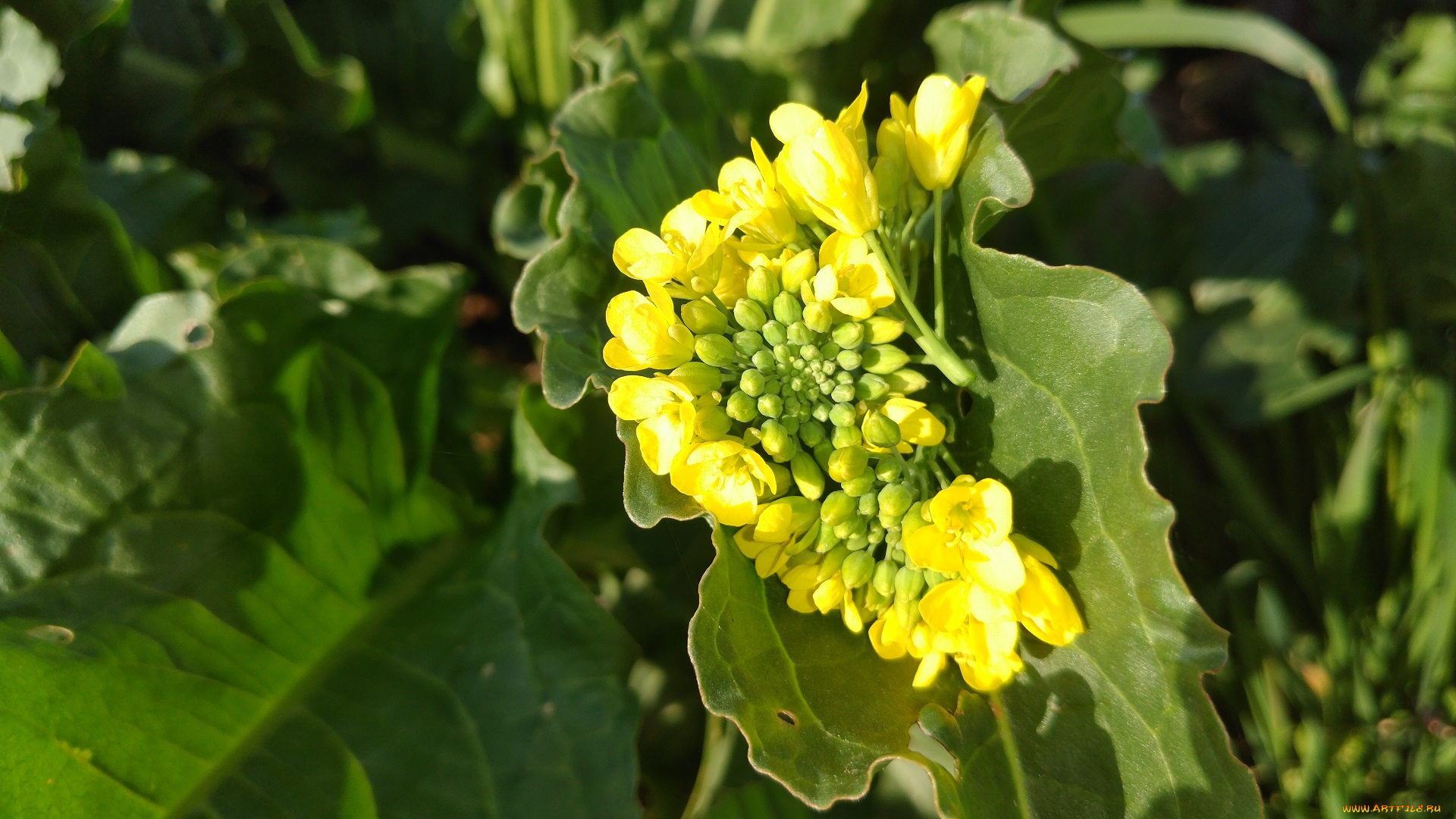 цветы, луговые, , полевые, , цветы, жёлтые, цветочки, щавель