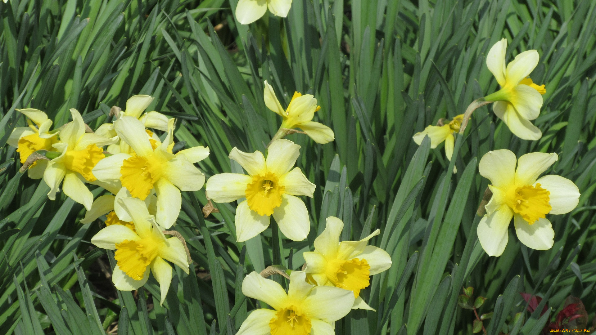 цветы, нарциссы, весна, 2018