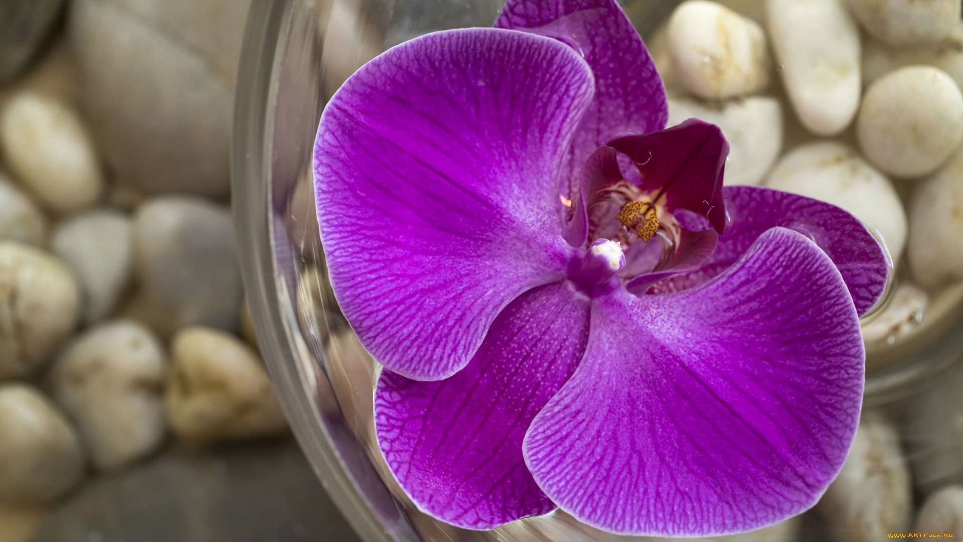 цветы, орхидеи, розовый