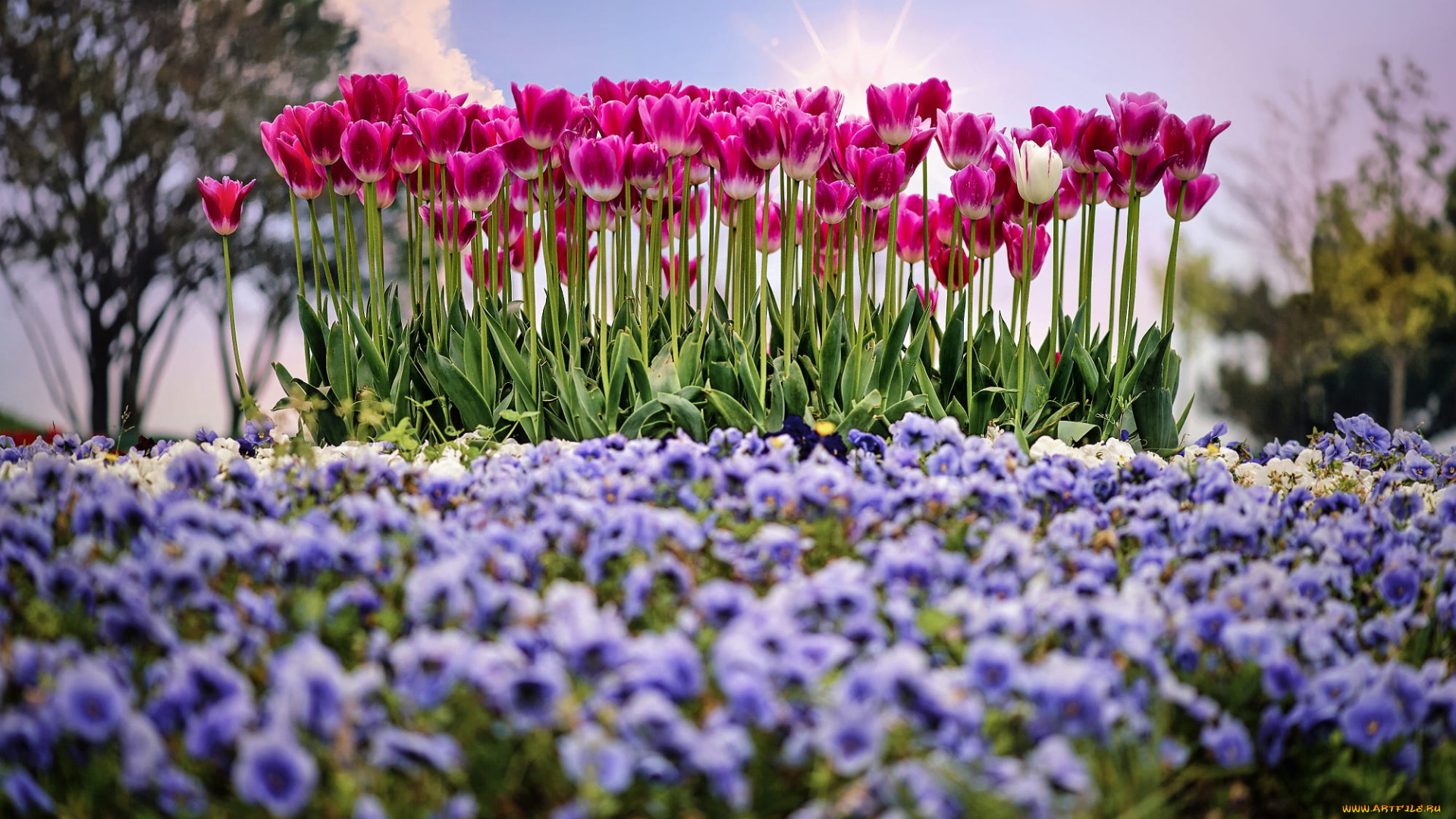 цветы, разные, вместе, солнце, весна, тюльпаны