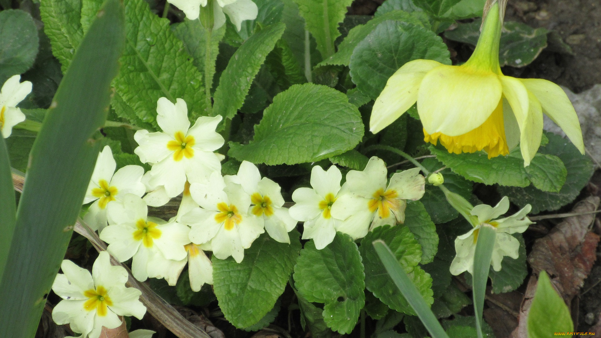 цветы, разные, вместе, весна, 2018