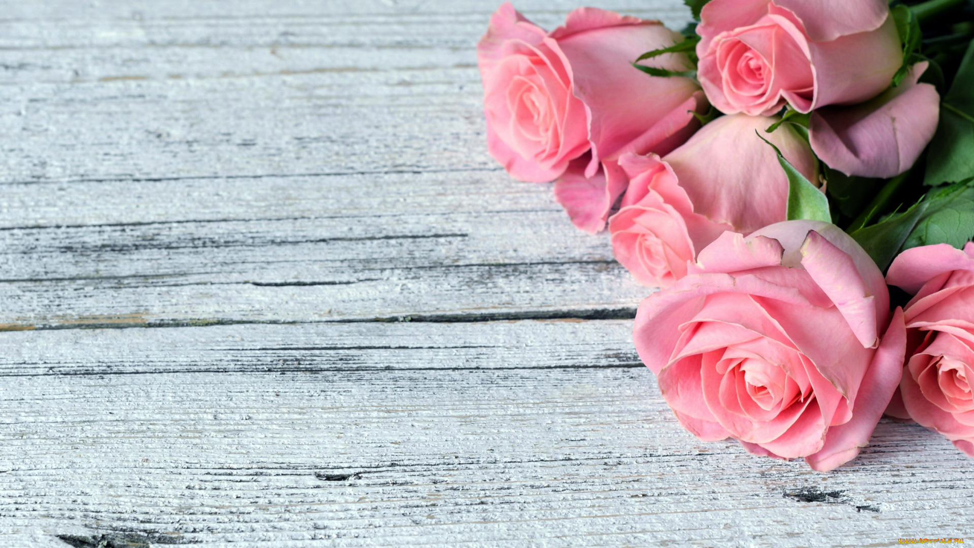 цветы, розы, розовый