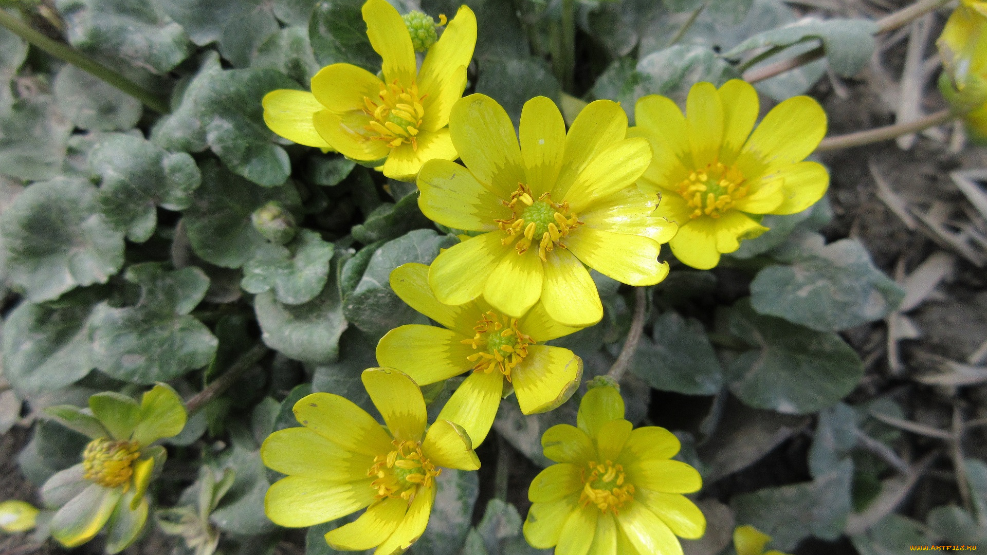 цветы, жёлтые