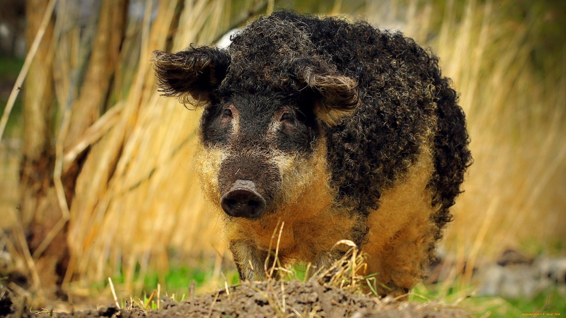 дикая, свинья, животные, свиньи, , кабаны, кудрявый, кабан, черная, свинья, вепрь, дикое, животное