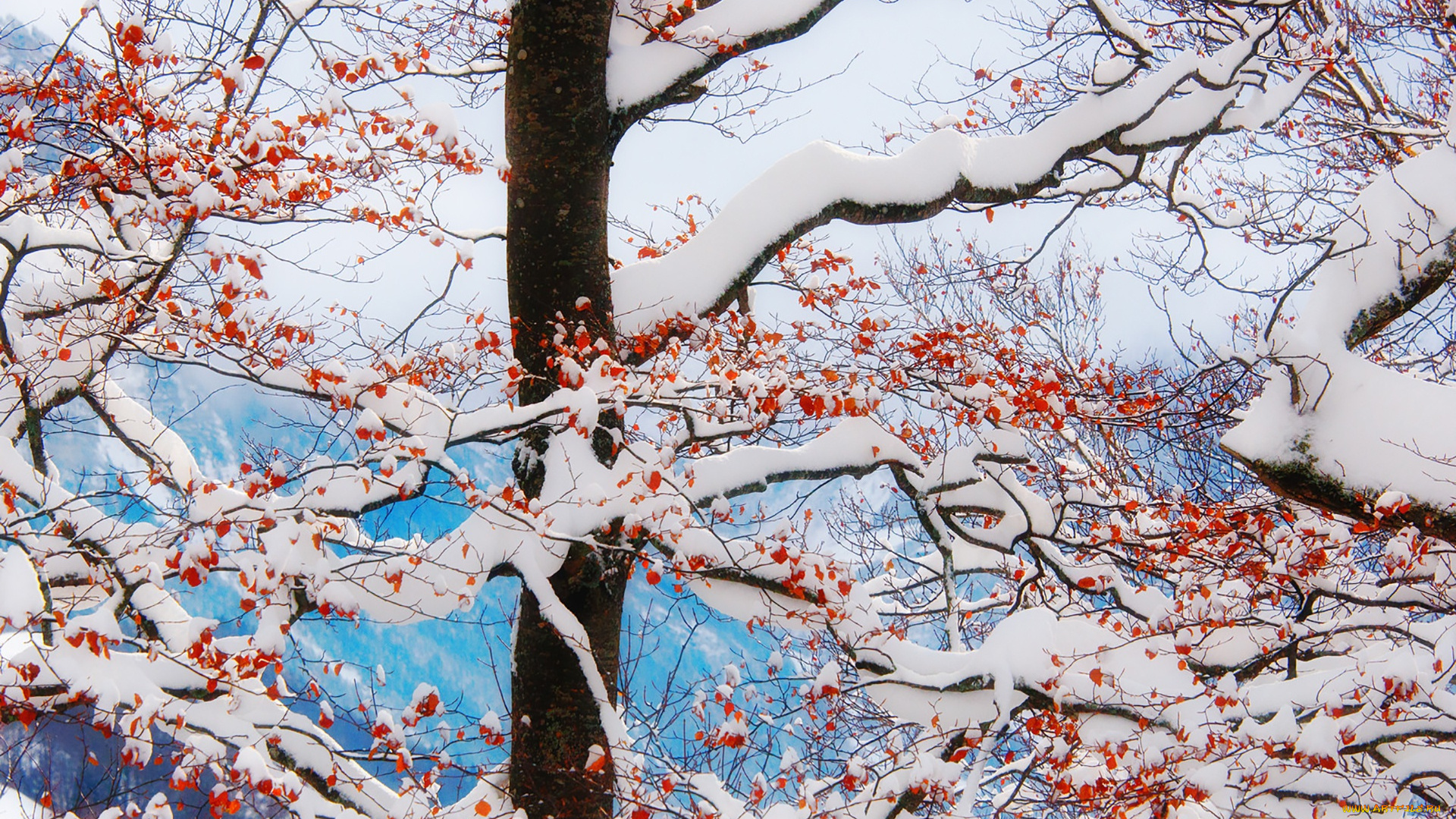 природа, деревья, winter, branches, snow, freeze, mountains, clouds, leaves, tree, frost