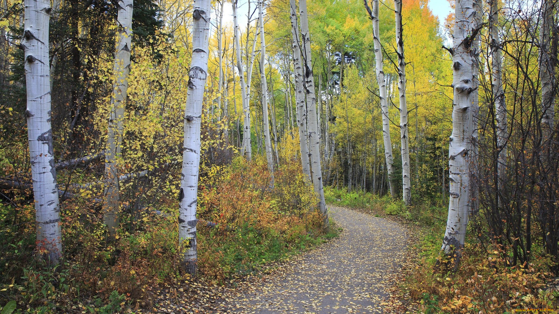 природа, лес, тропинка, листопад, березы, осень