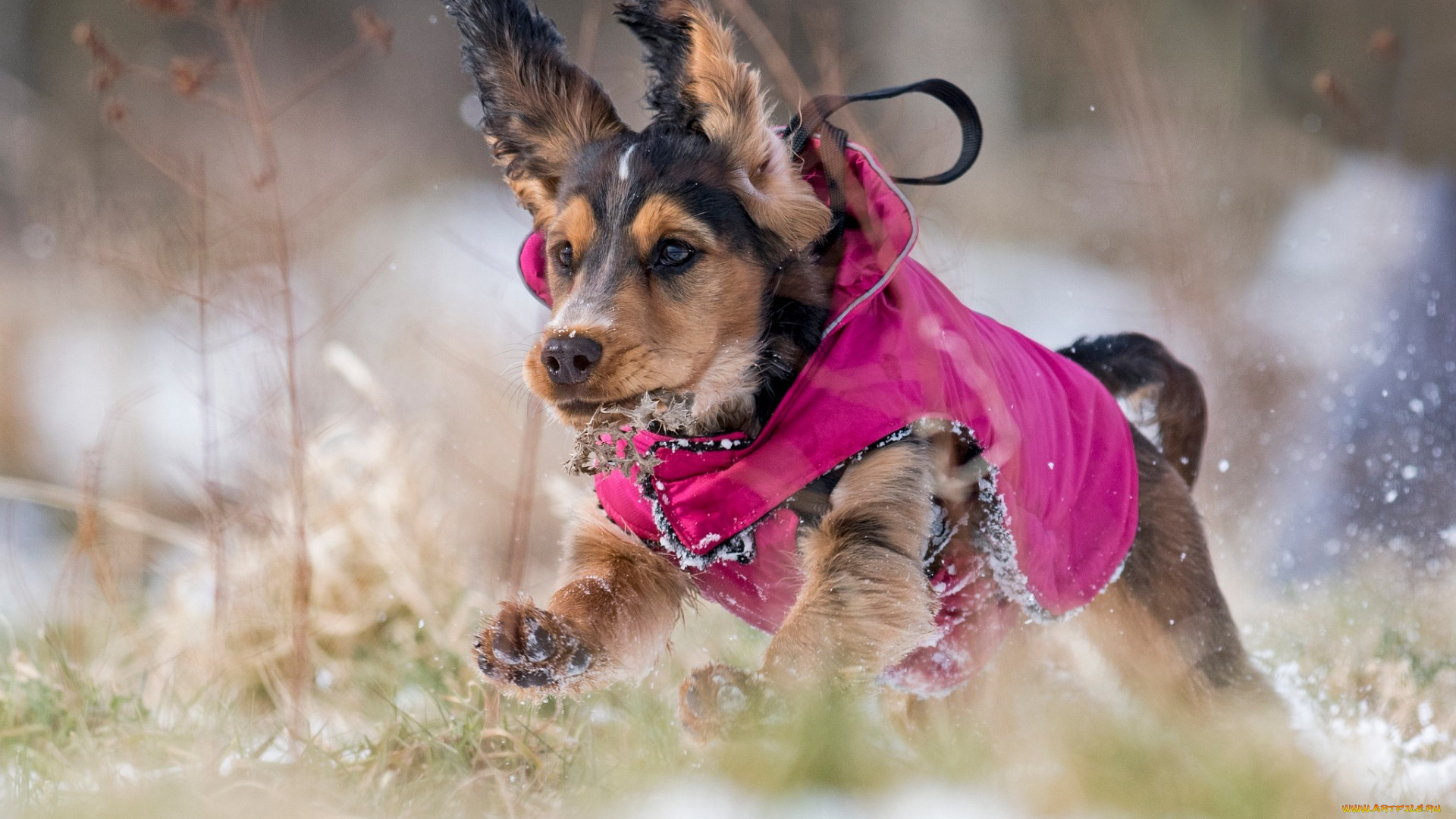 терьер, животные, собаки, одежда, для, собак, щенок, милые, домашние