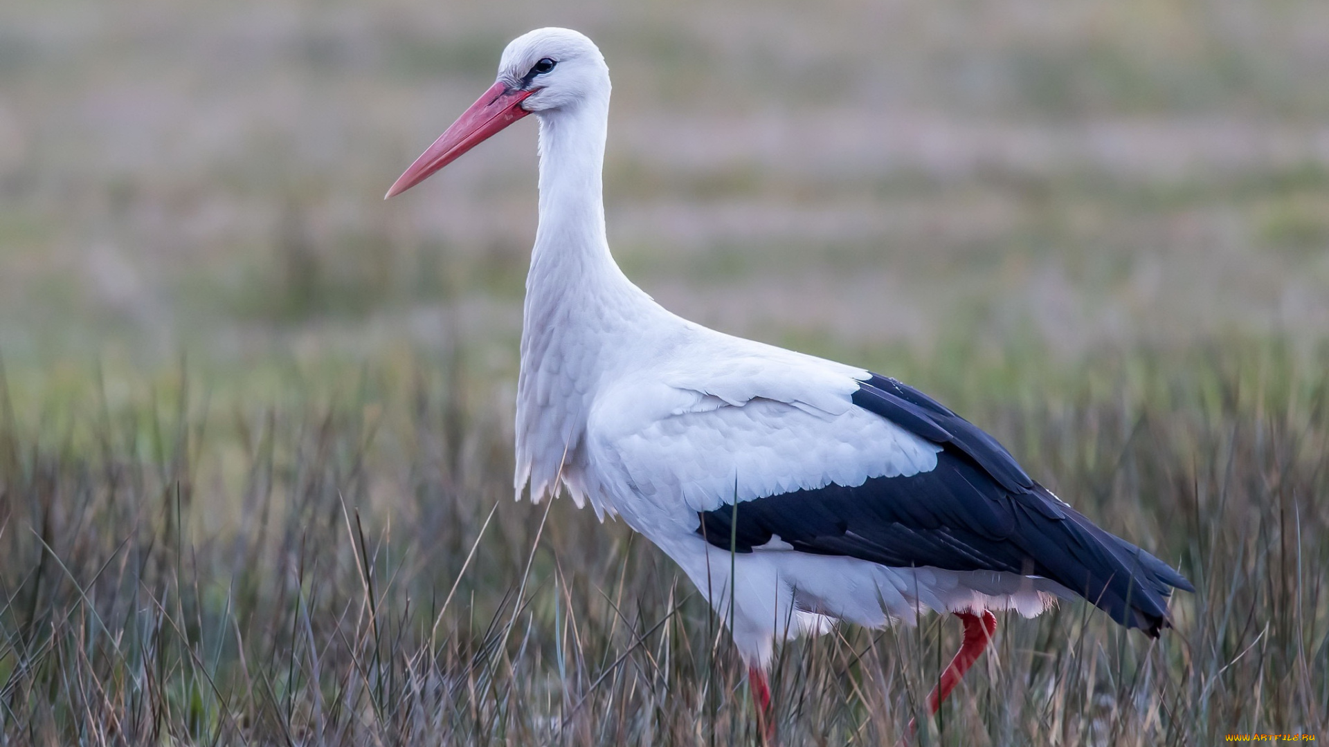 животные, аисты, аист, птица, природа