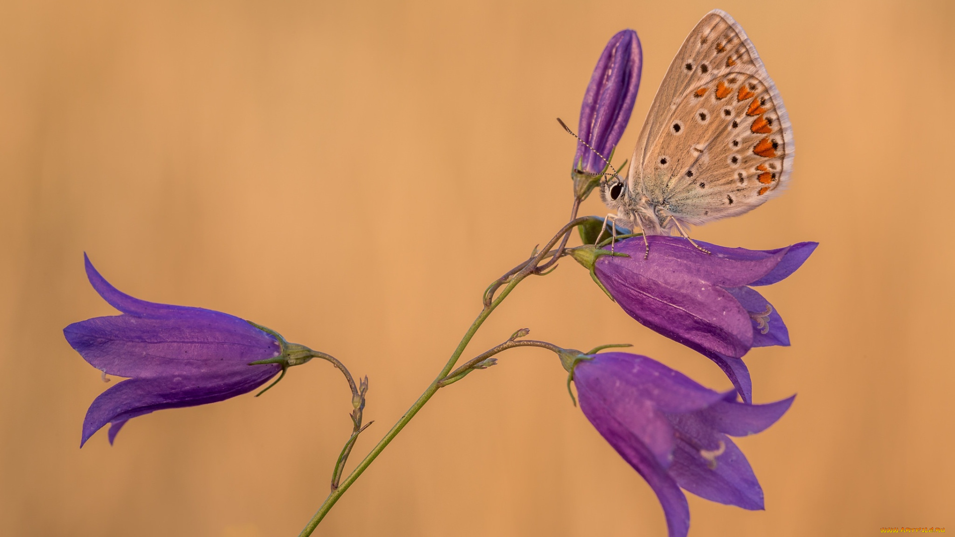 животные, бабочки, , мотыльки, , моли, макро, бабочка, колокольчики