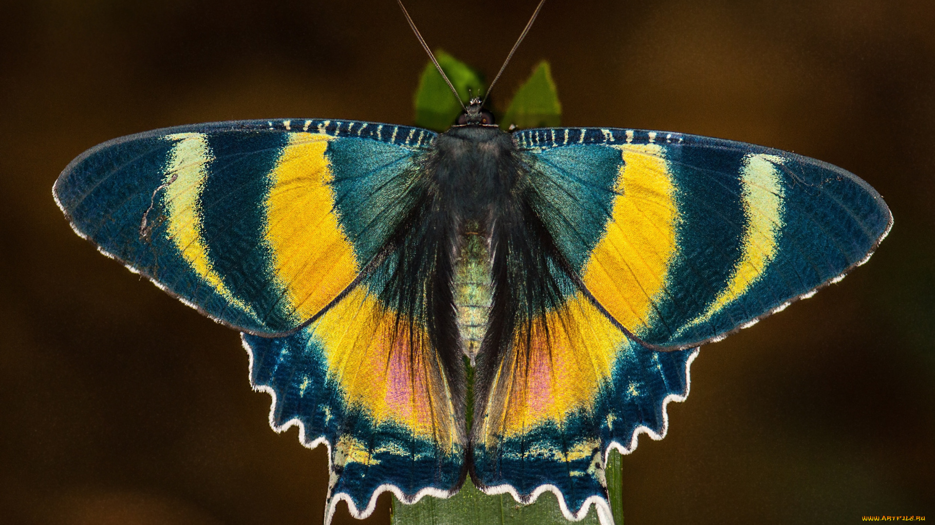 животные, бабочки, , мотыльки, , моли, травинка, крылышки, бабочка, макро, фон