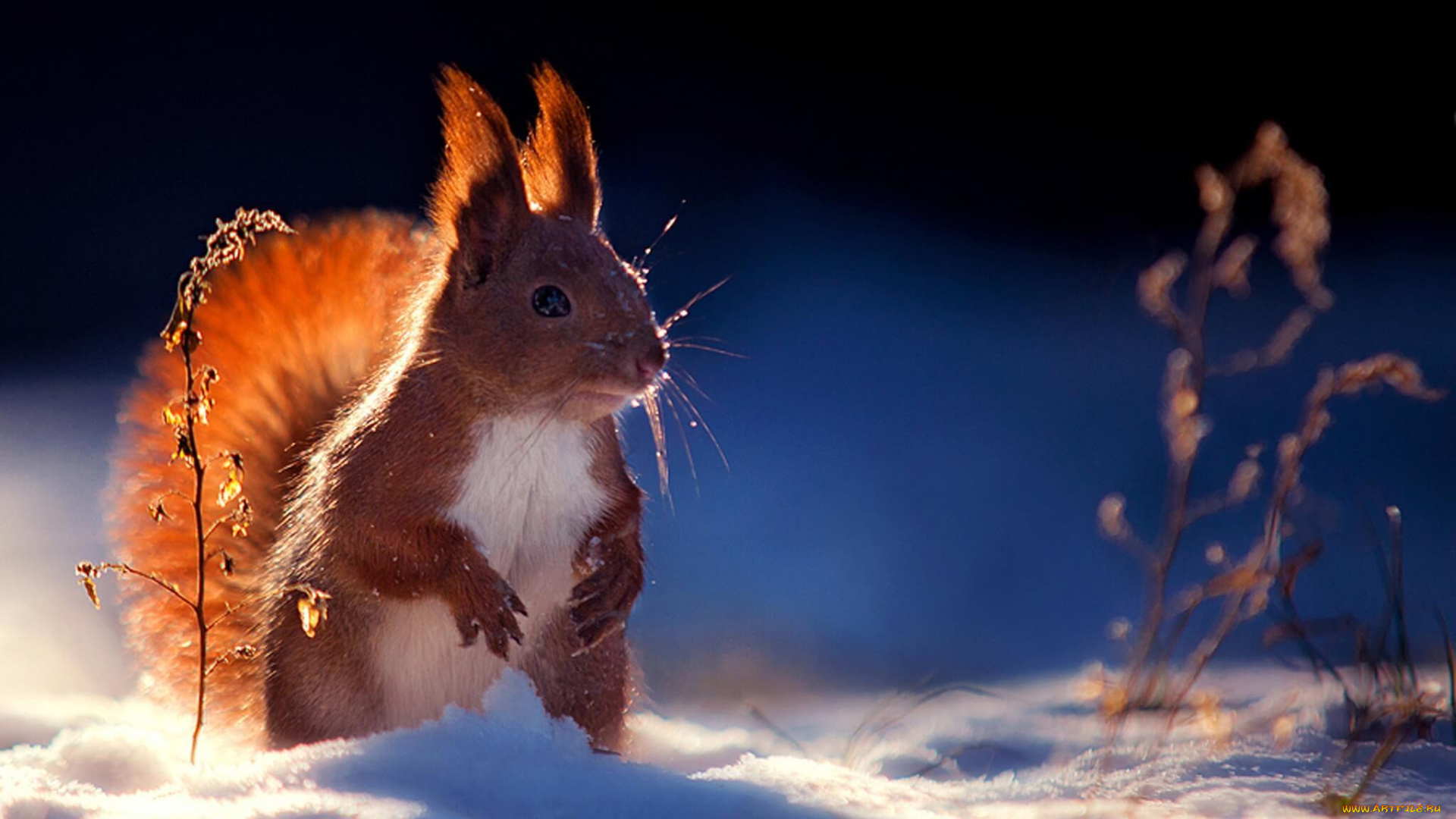 животные, белки, белка, травинки, зима, снег