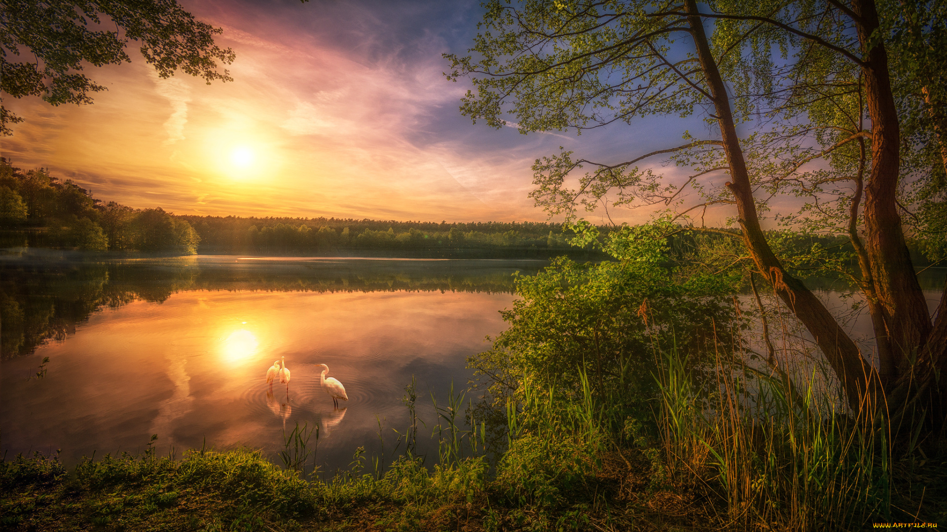 животные, цапли, , выпи, простор