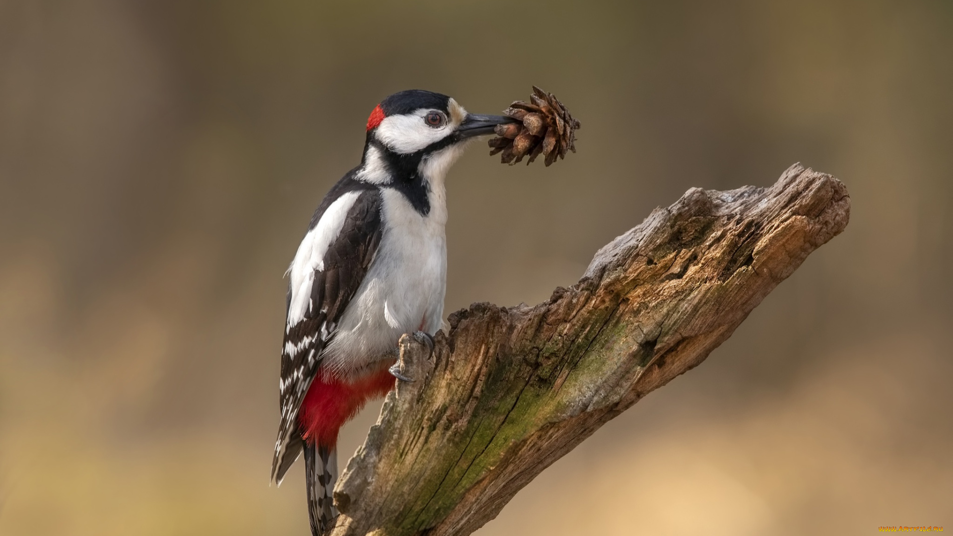 животные, дятлы, дятел, шишка, птицы