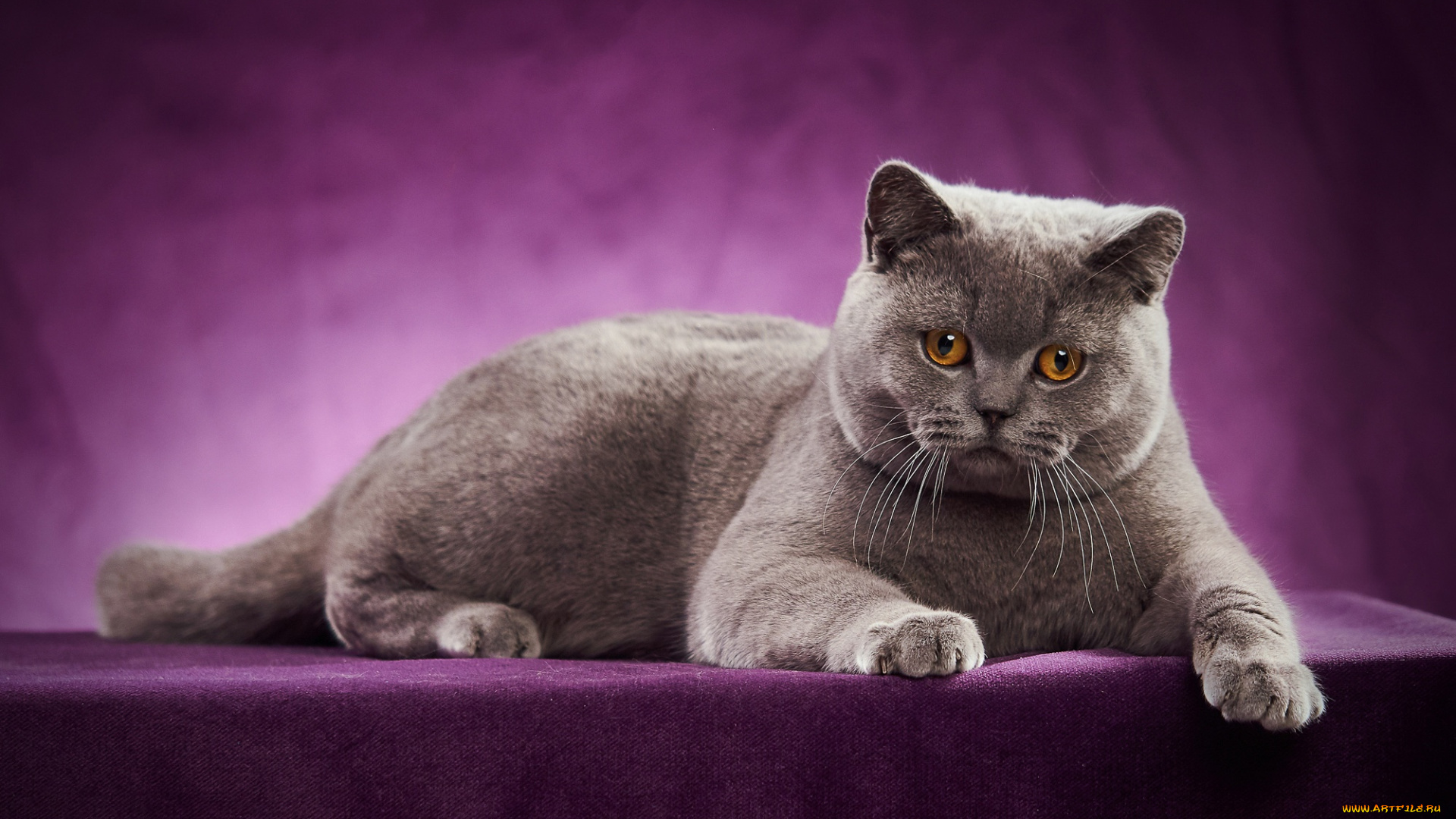 животные, коты, британская, короткошёрстная, кошка, портрет, фотосессия