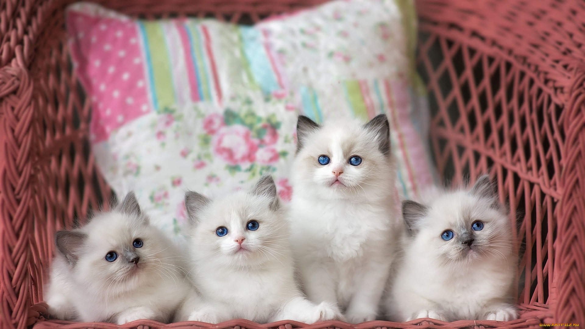 животные, коты, котята