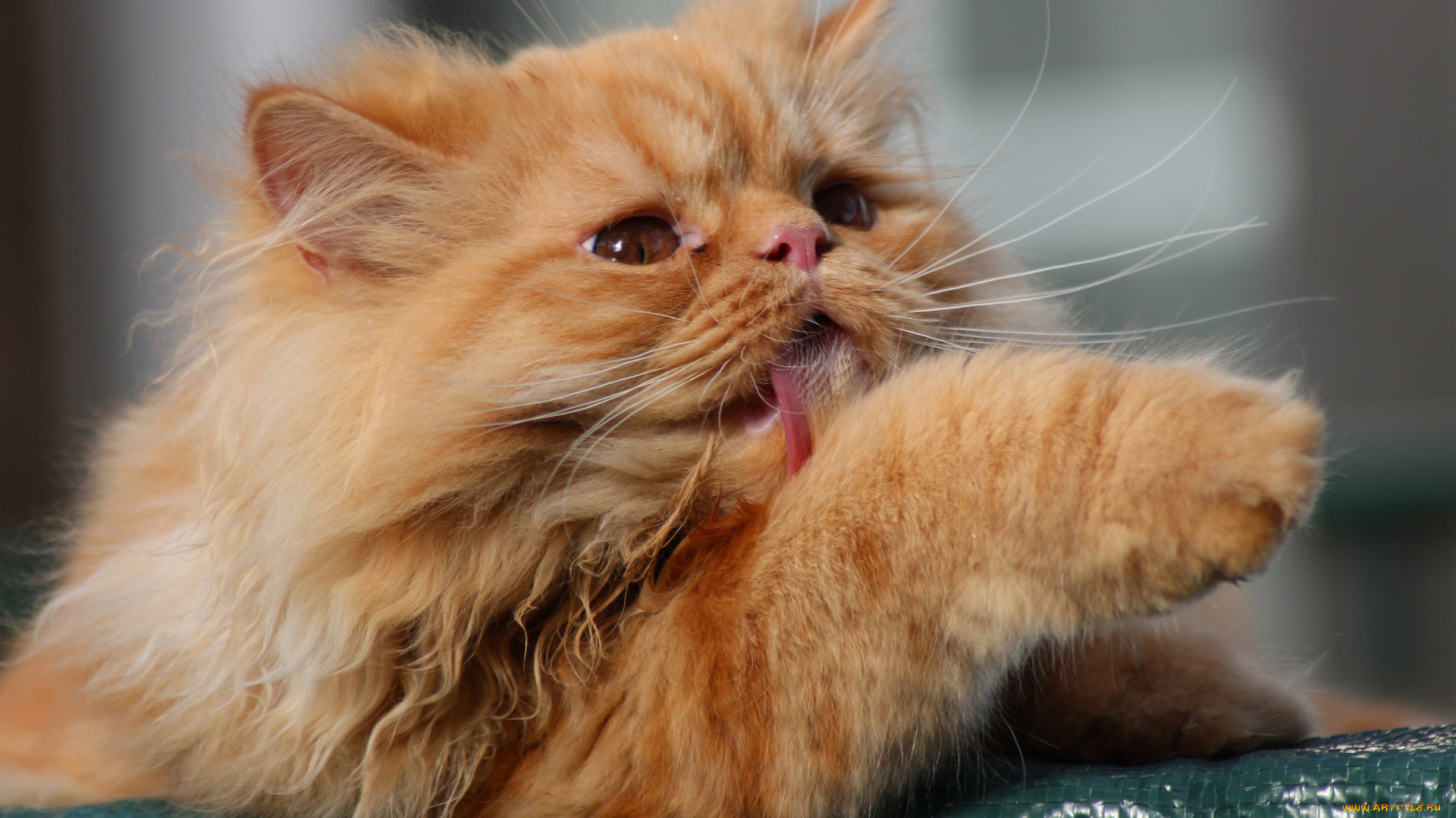 животные, коты, пушистый, лапка, лизун, рыжий, кот, котэ, котейка