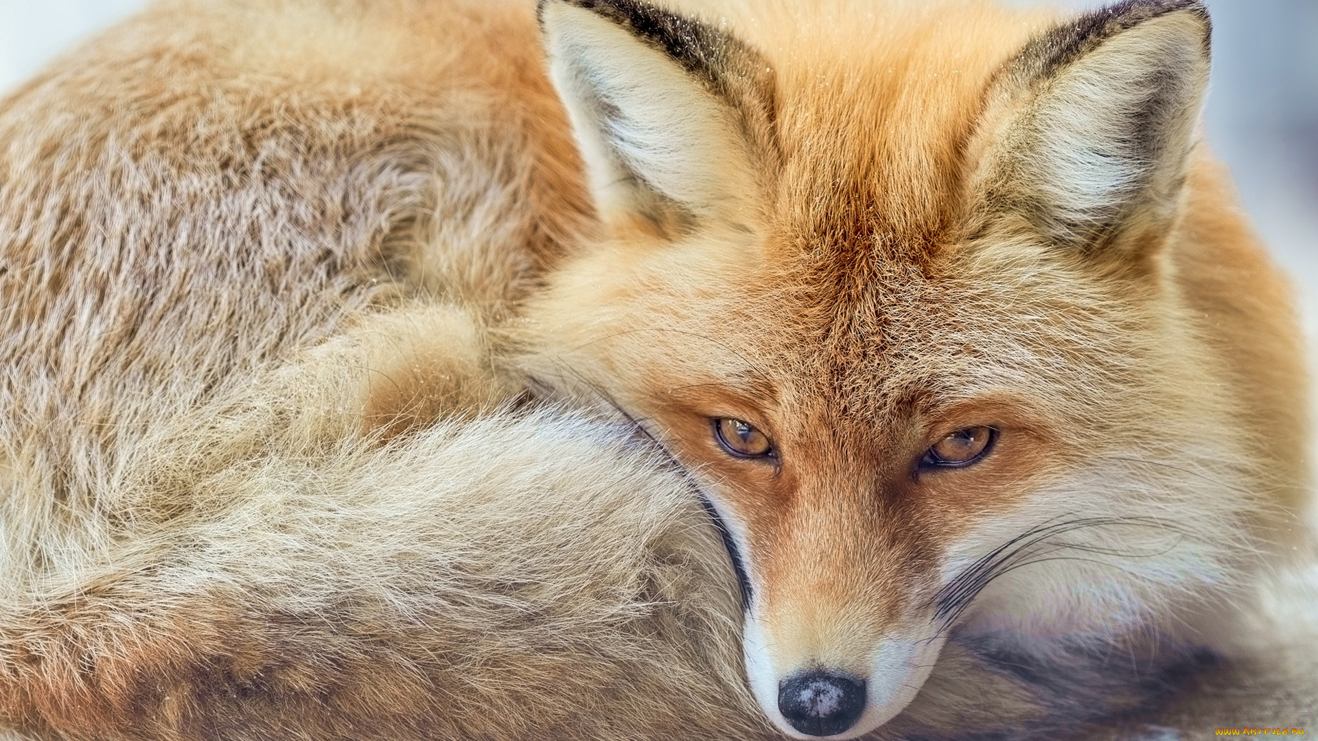 животные, лисы, взгляд, уши, лиса, рыжая, морда