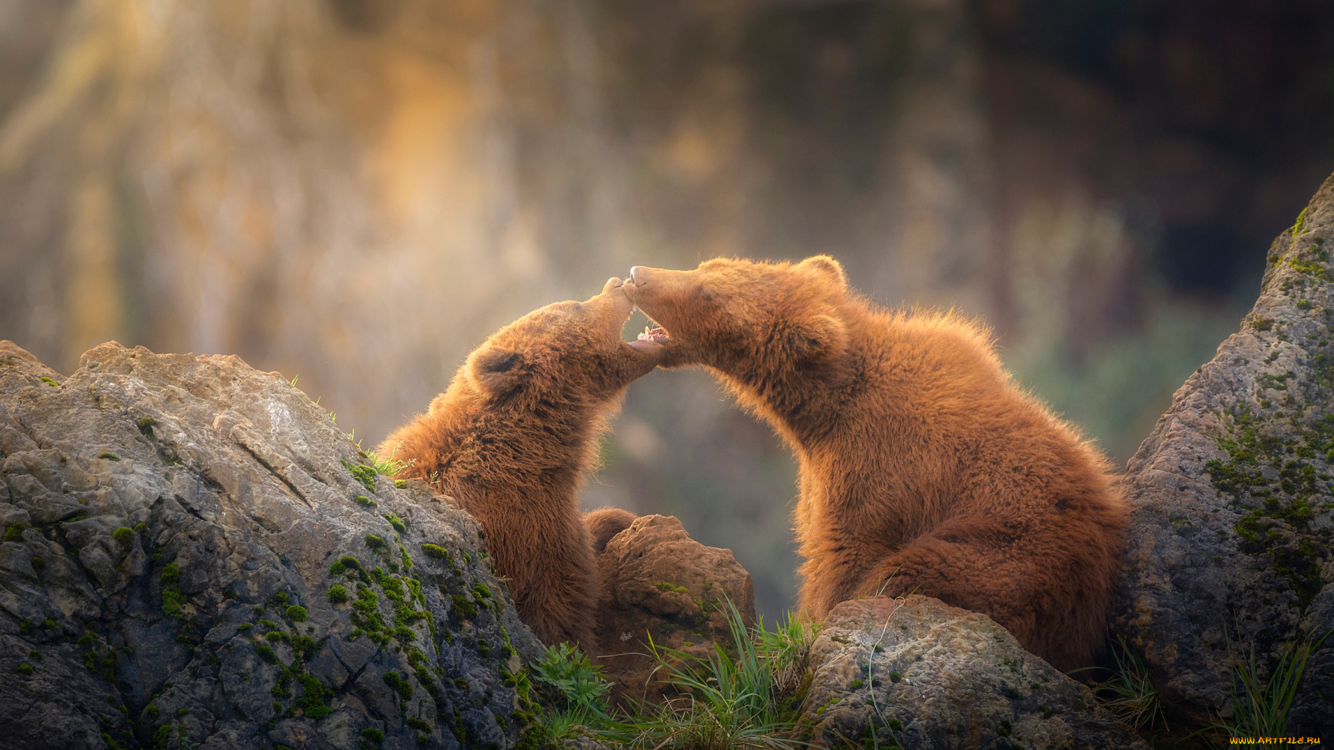 животные, медведи, два, медведя, камни