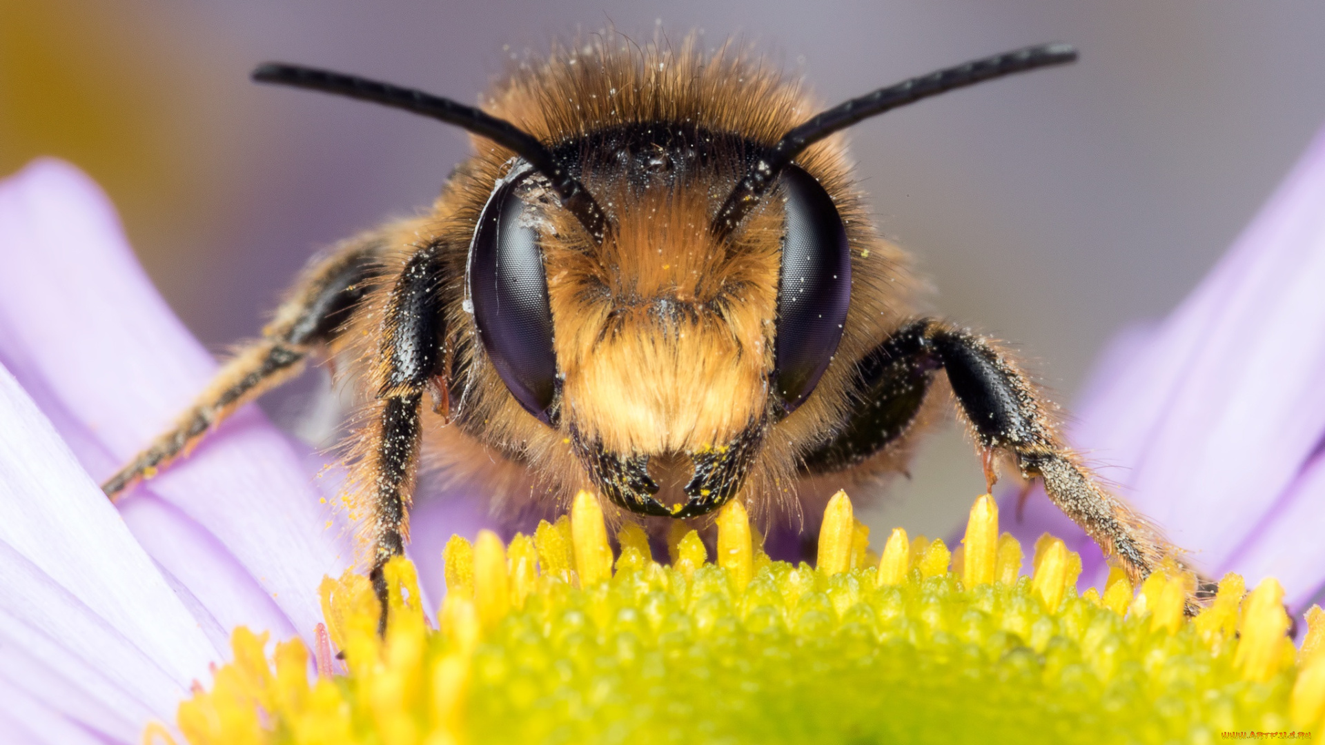 животные, пчелы, , осы, , шмели, мордочка, усики, лепестки, насекомое, ромашка, фон, макро, пыльца, глаза, пчела, цветок