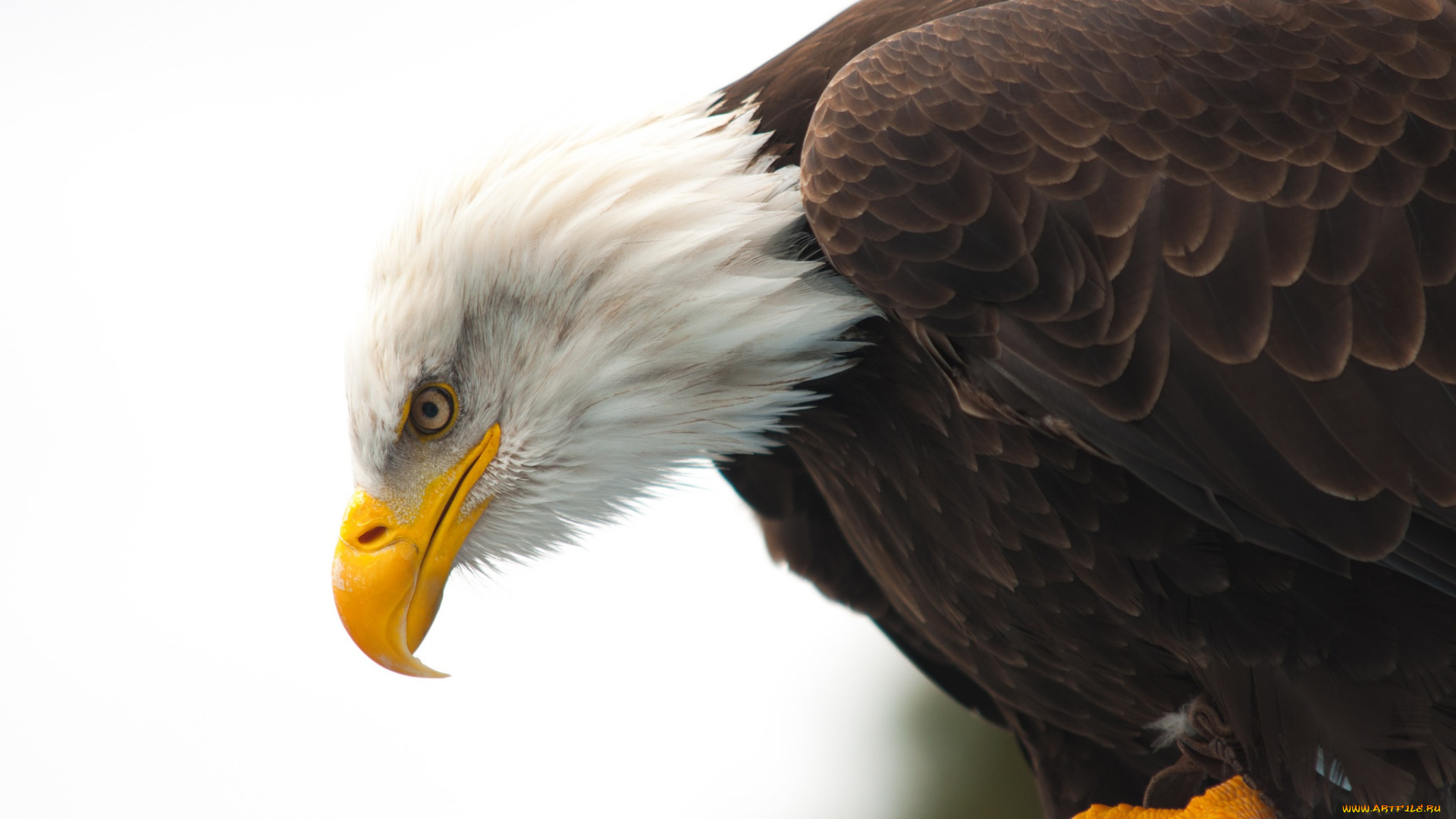 животные, птицы, -, хищники, bald, eagle, hunting, wildlife, beak, eye
