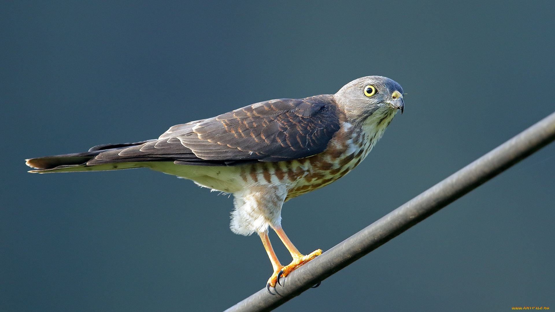 животные, птицы, -, хищники, птицы, хищник, короткопалый, ястреб