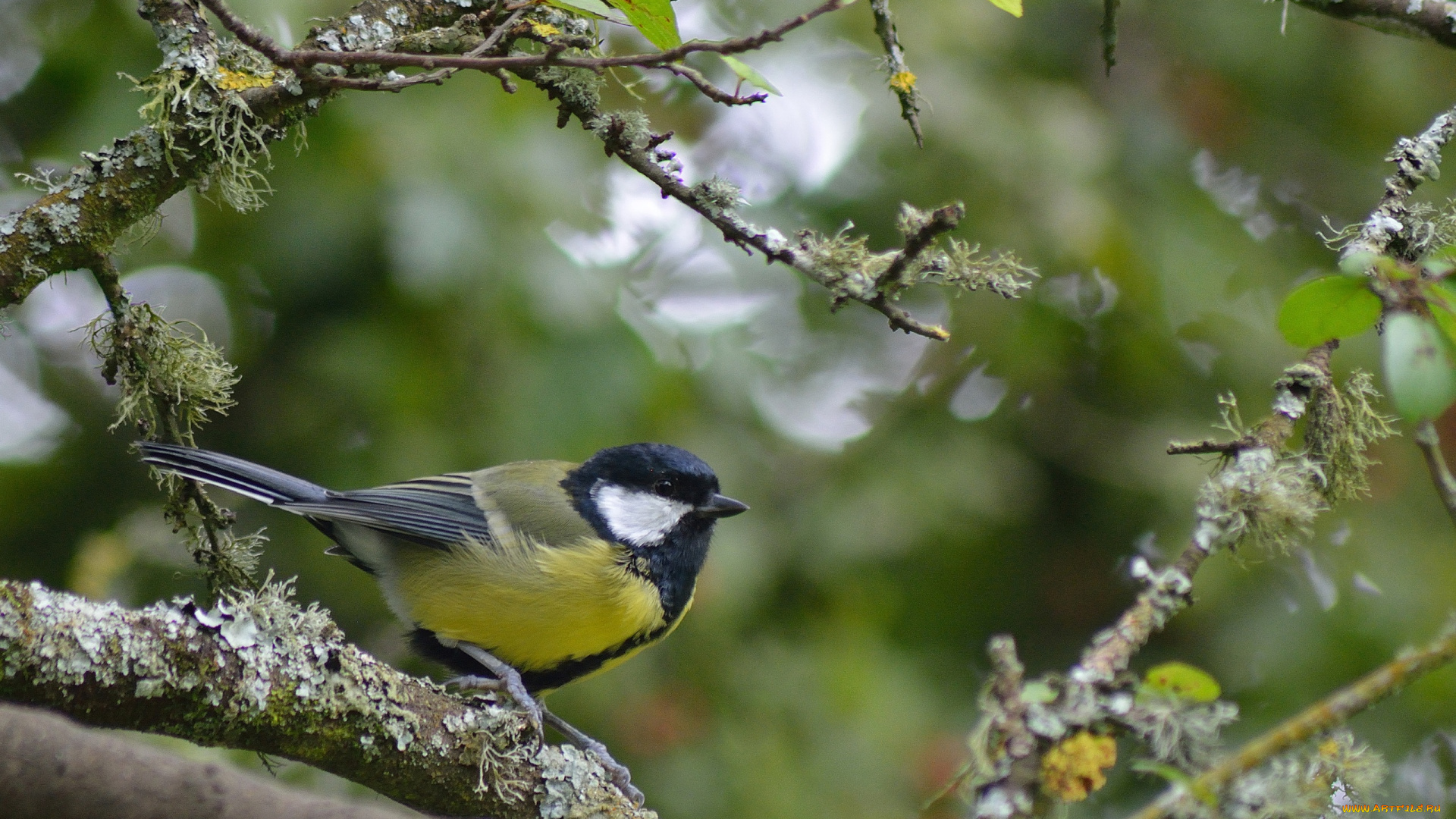 животные, синицы, , лазоревки, плантация, много, розовый, тюльпан, тюльпаны