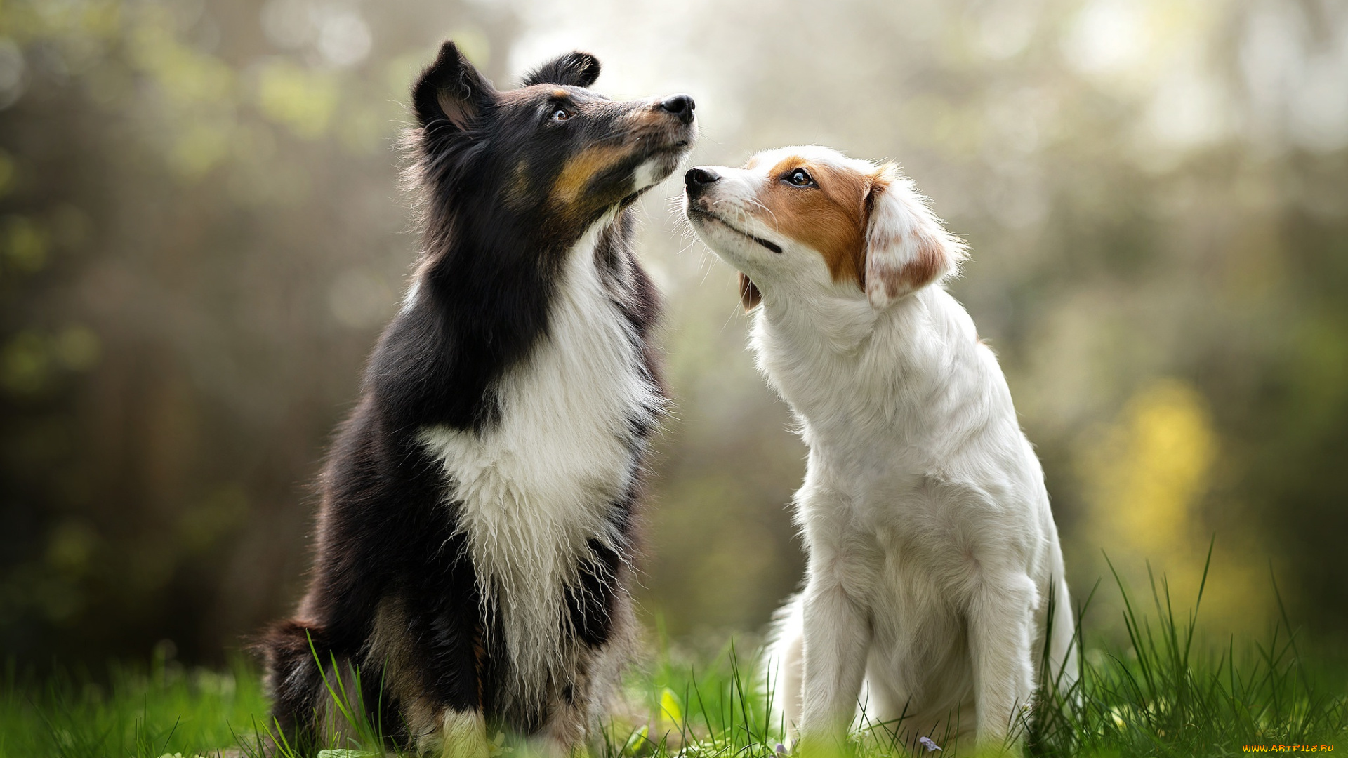 животные, собаки, две, парочка, боке