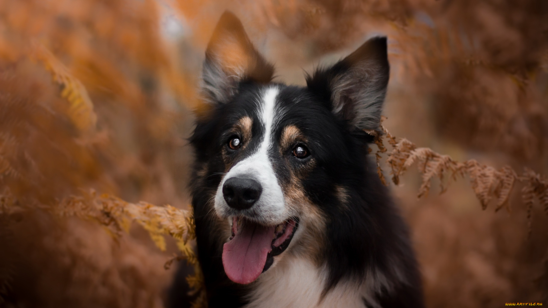 животные, собаки, осень, собака, природа