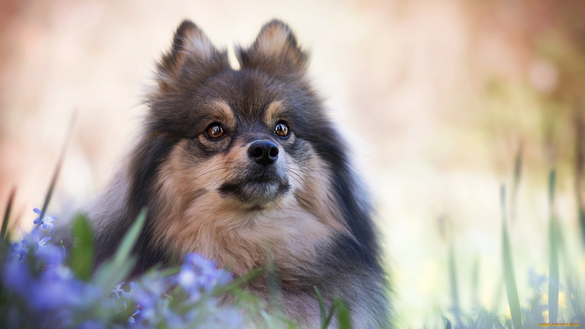 животные, собаки, шпиц, мордашка, боке, взгляд, цветы, портрет, собака